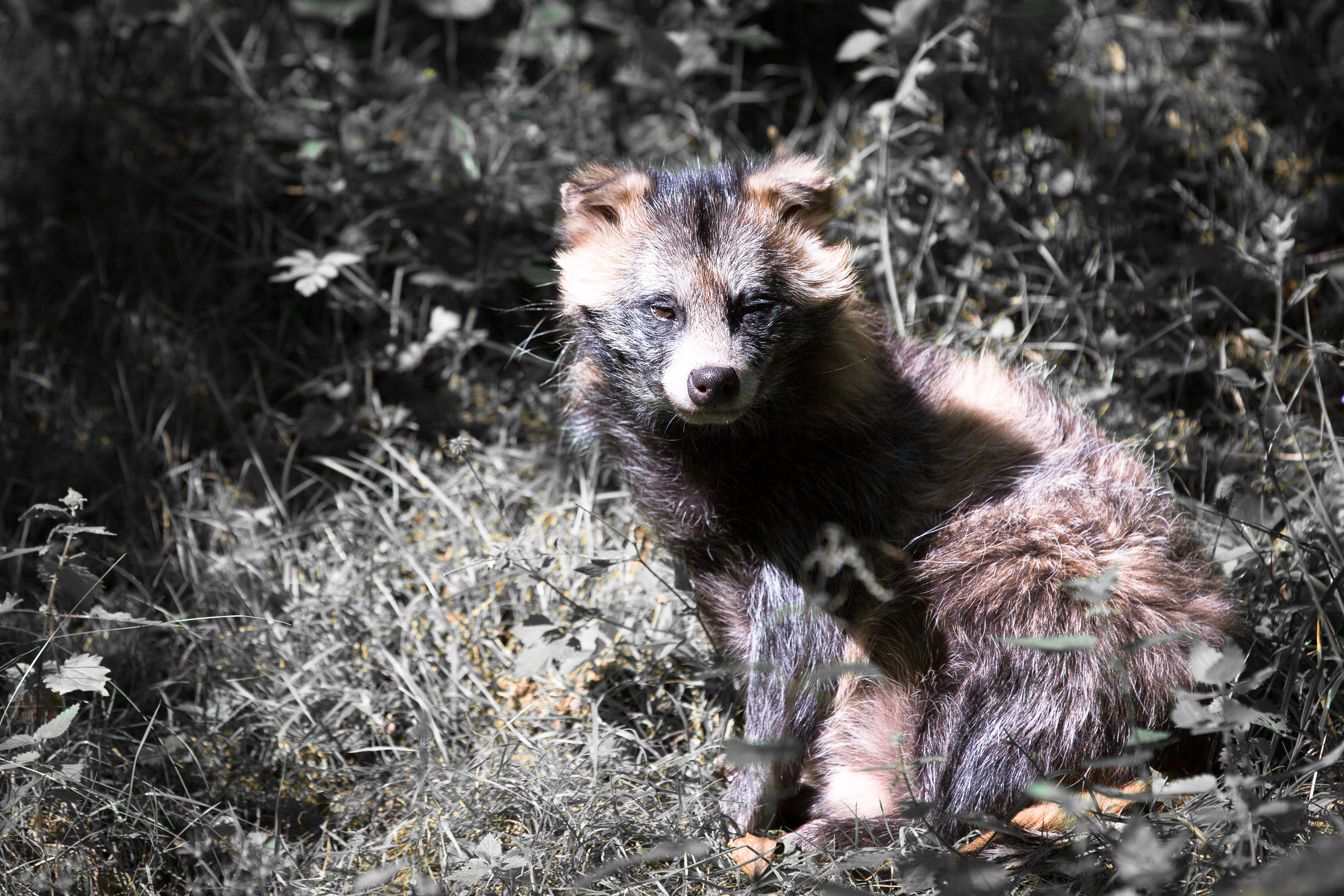 Download mobile wallpaper Dogs, Animal, Raccoon, Raccoon Dog for free.