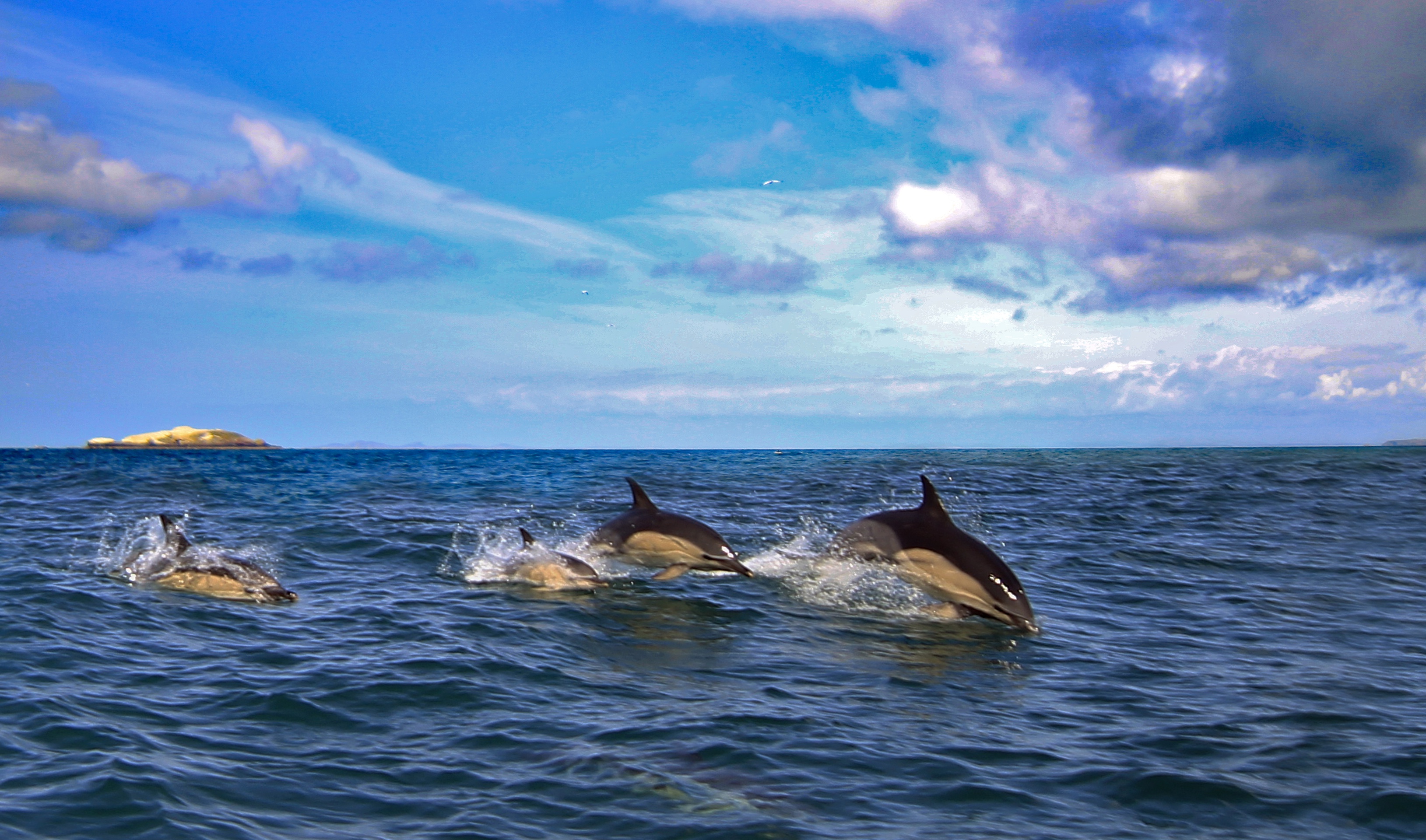 Скачати мобільні шпалери Горизонт, Океан, Тварина, Дельфін безкоштовно.
