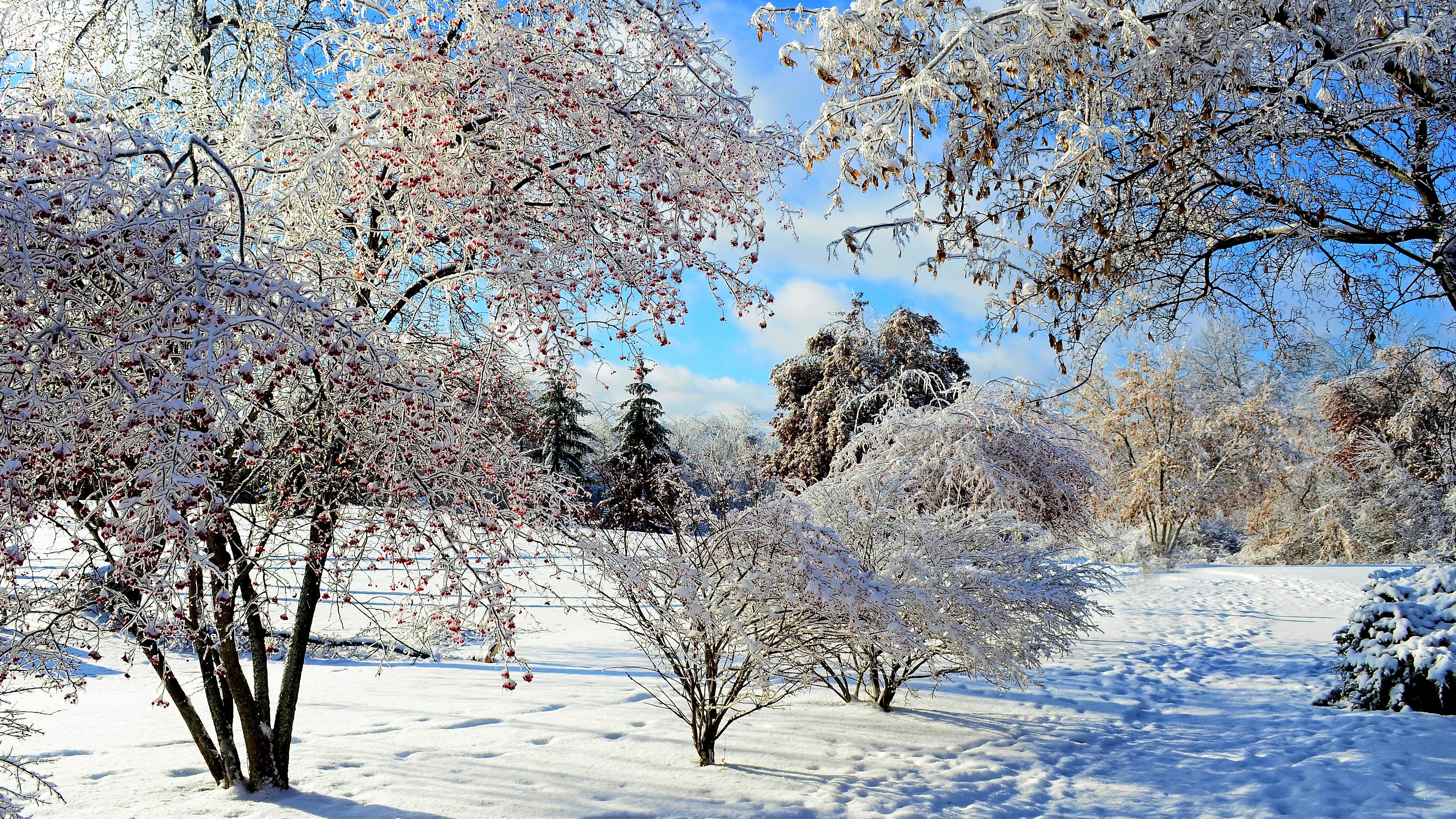 Скачать картинку Зима, Снег, Дерево, Поле, Ягода, Земля/природа в телефон бесплатно.