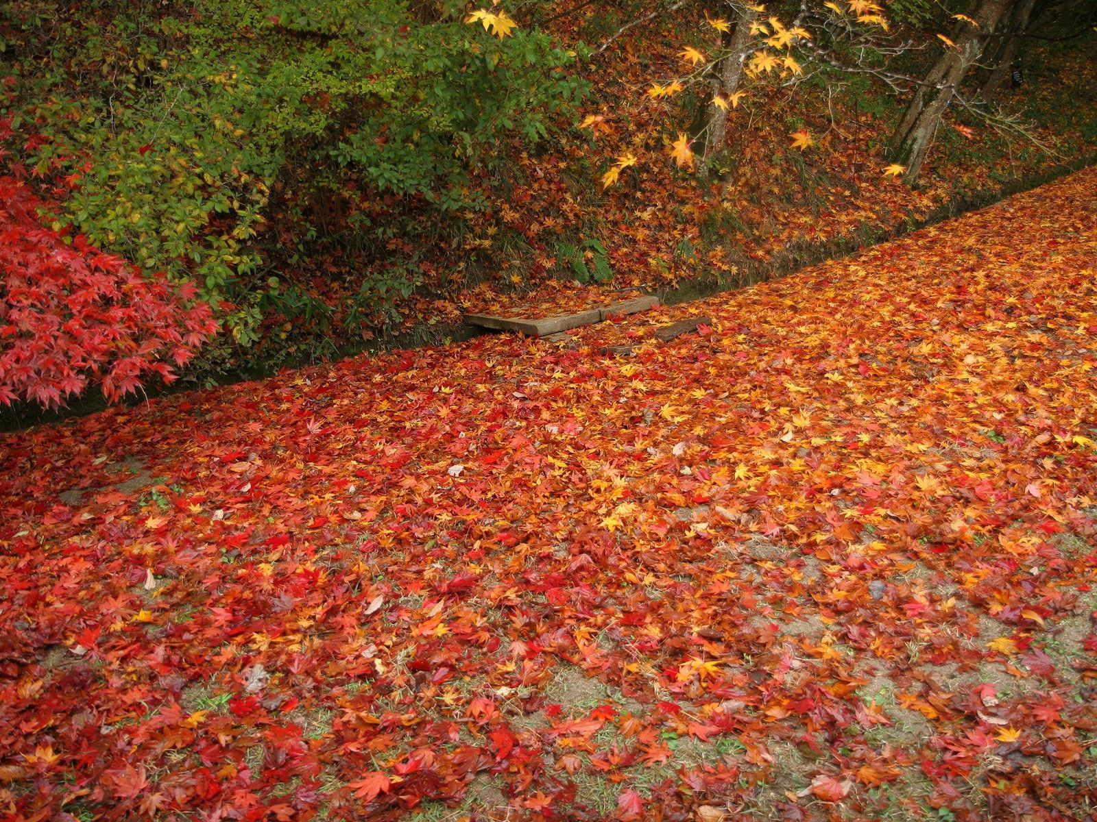 Download mobile wallpaper Fallen, Leaves, Nature, Autumn for free.