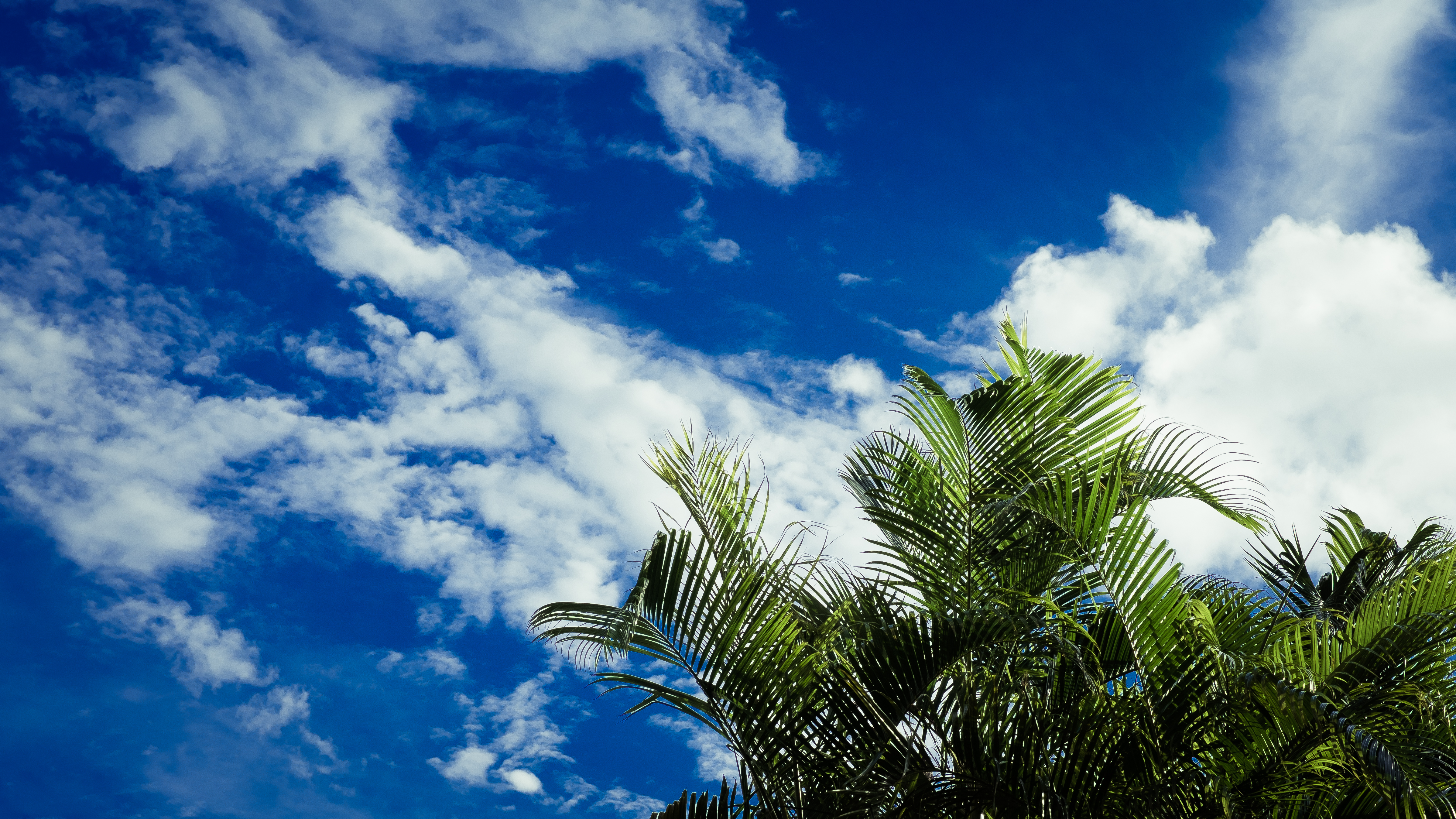 sky, clouds, palms, nature, leaves, tropics HD wallpaper