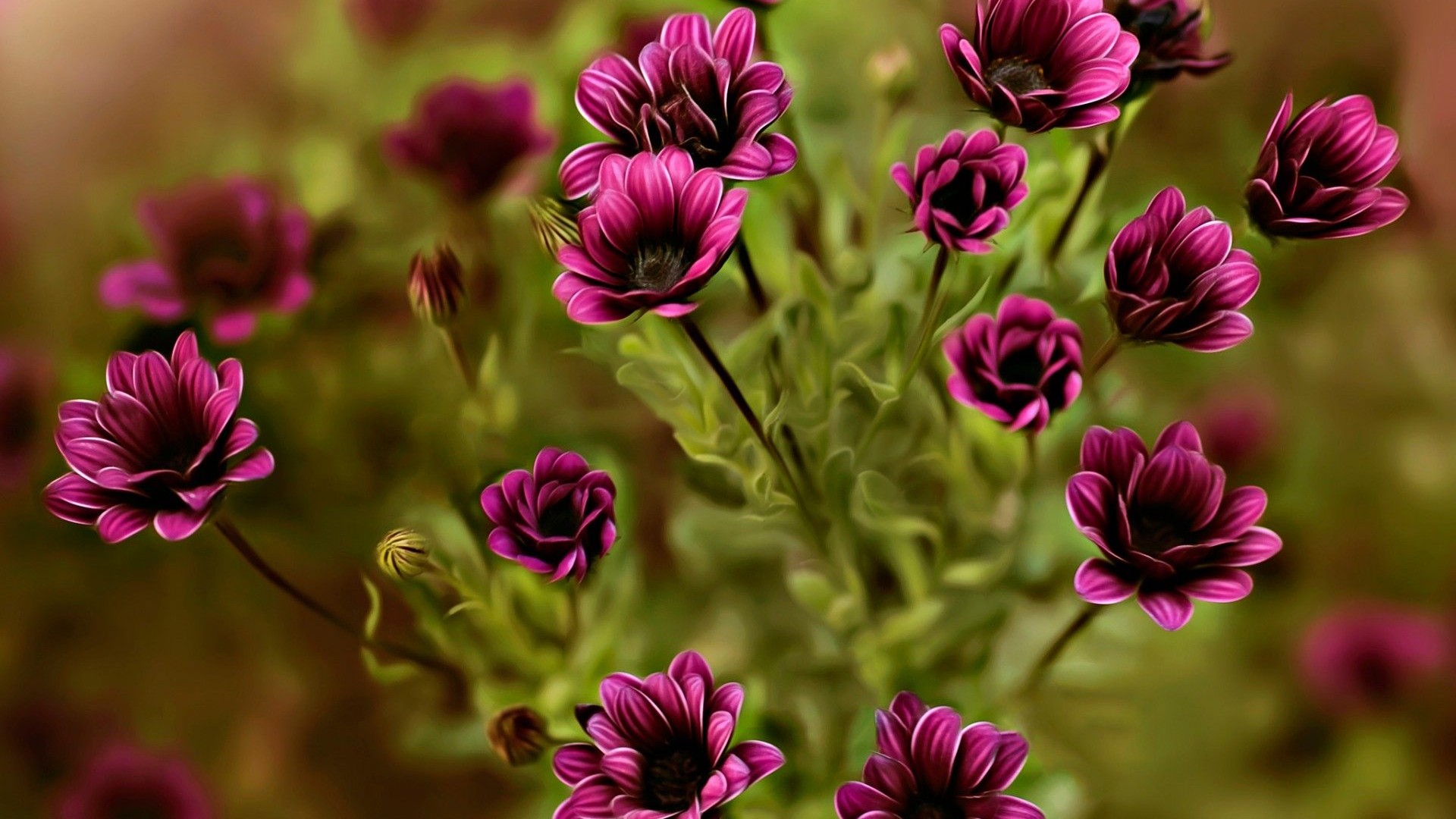無料モバイル壁紙自然, フラワーズ, 花, 閉じる, 地球, 紫色の花をダウンロードします。