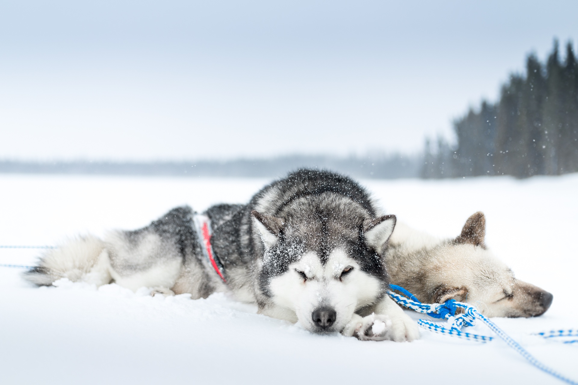 423618 завантажити картинку зима, тварина, сибірський хаскі, глибина різкості, пес, відпочиває, сніг, снігопад, собаки - шпалери і заставки безкоштовно
