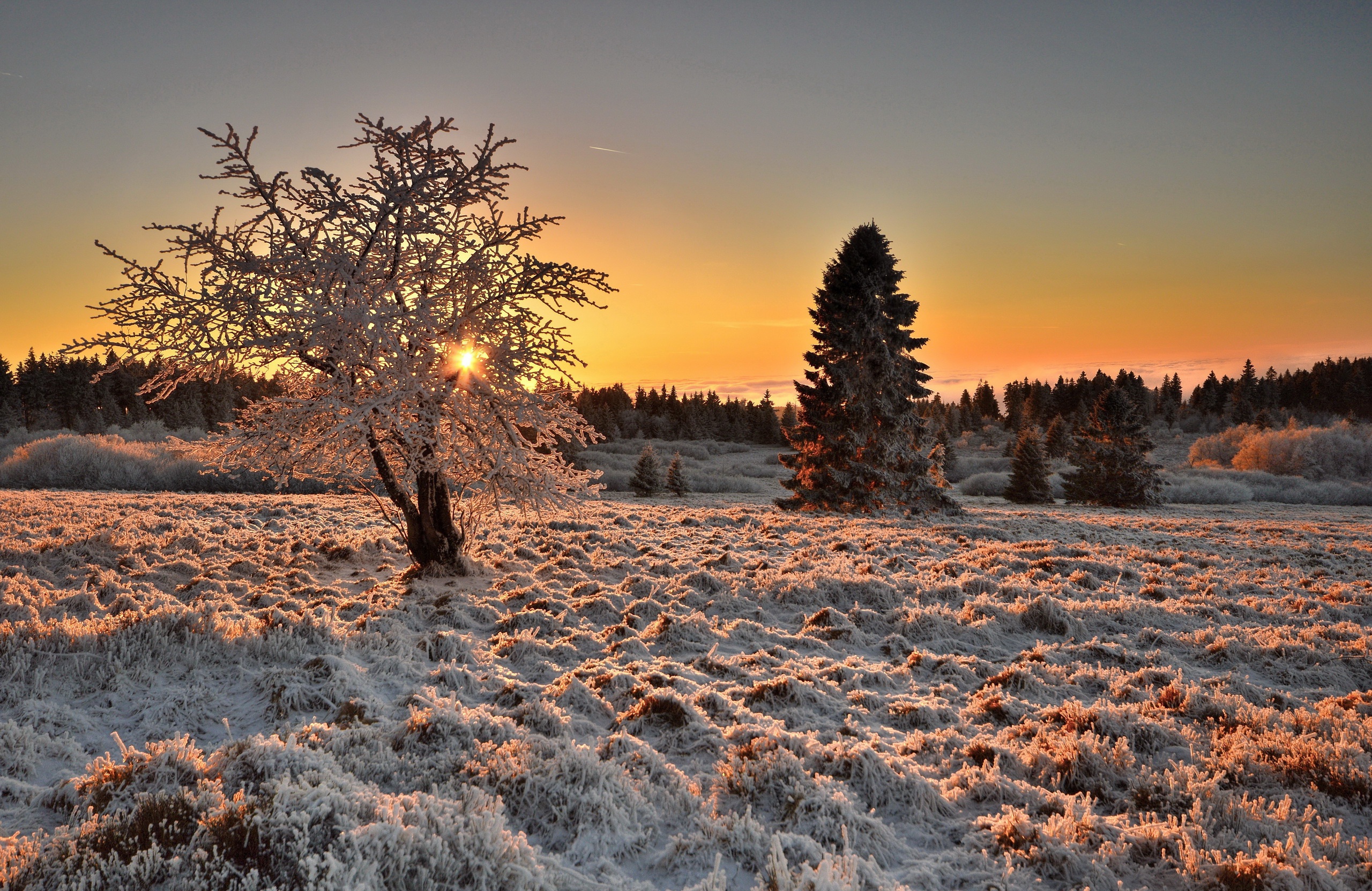 Download mobile wallpaper Winter, Nature, Tree, Earth, Frozen for free.