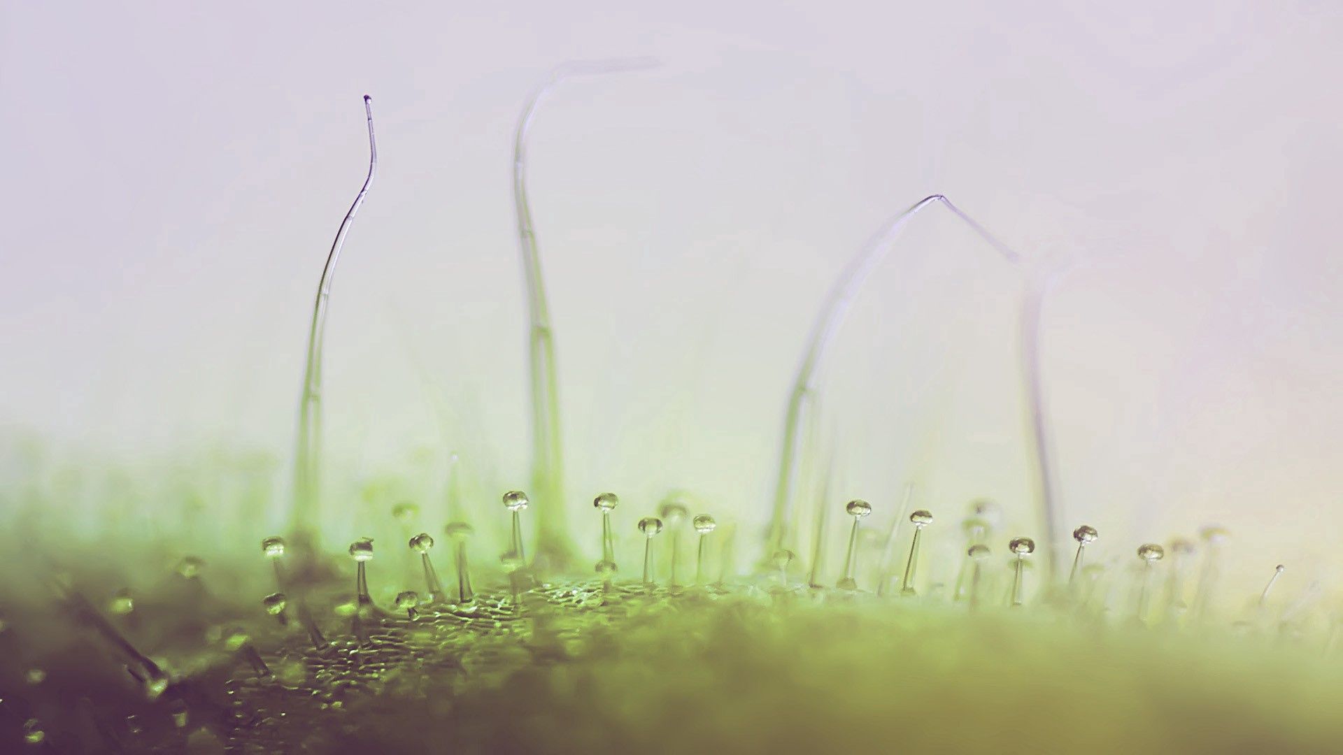 Download mobile wallpaper Macro, Grass, Plant, Drops, Light Coloured, Light, Background for free.