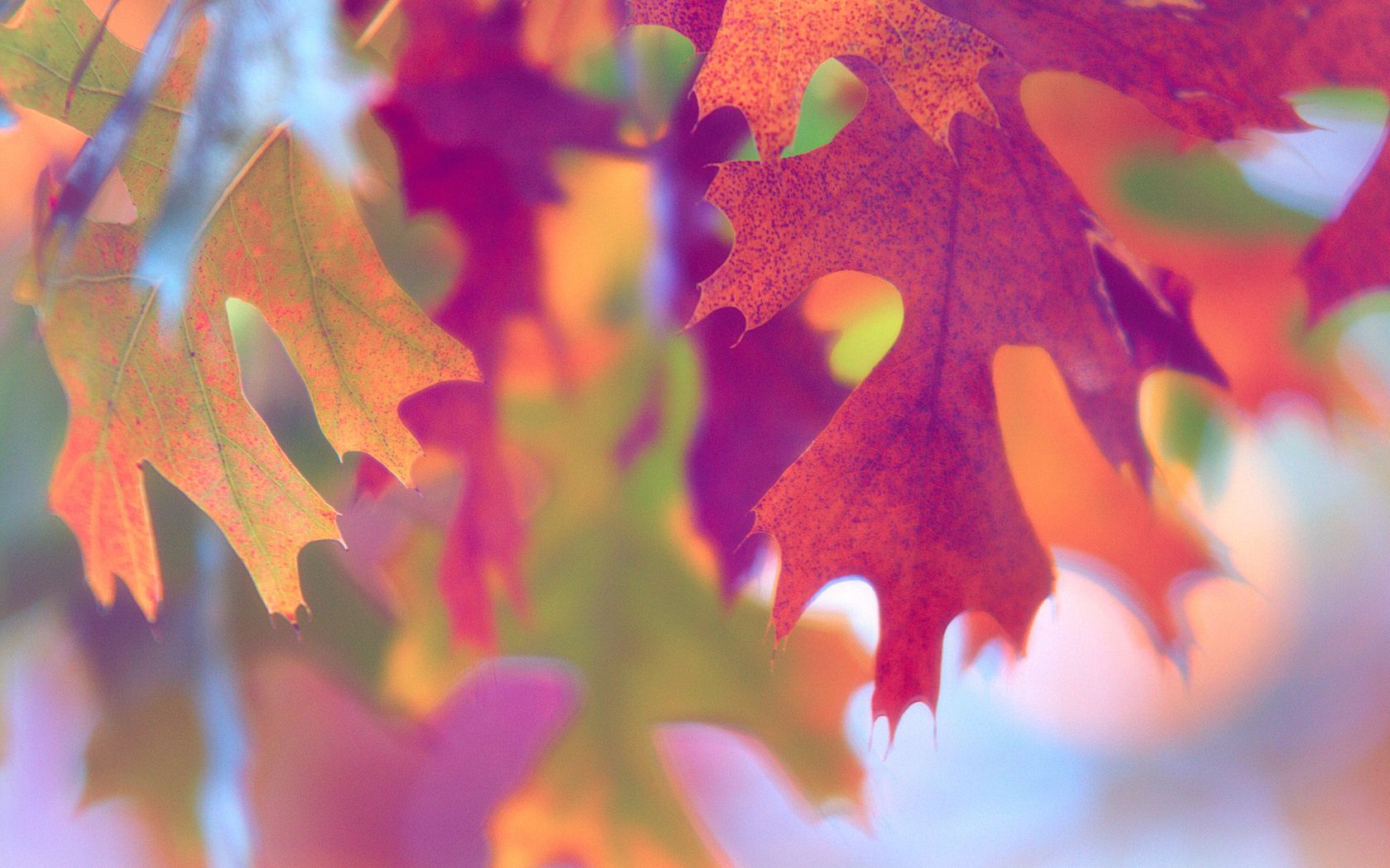 Laden Sie das Blätter, Pflanze, Makro, Holz, Baum, Licht, Hell Gefärbt-Bild kostenlos auf Ihren PC-Desktop herunter