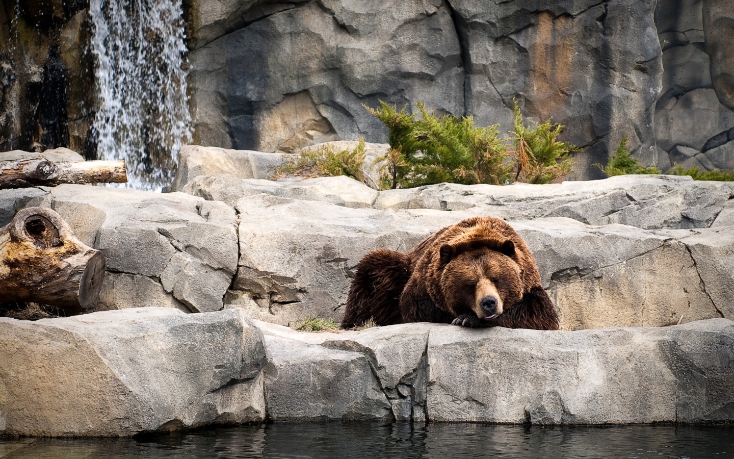 Download mobile wallpaper Animals, Bears for free.
