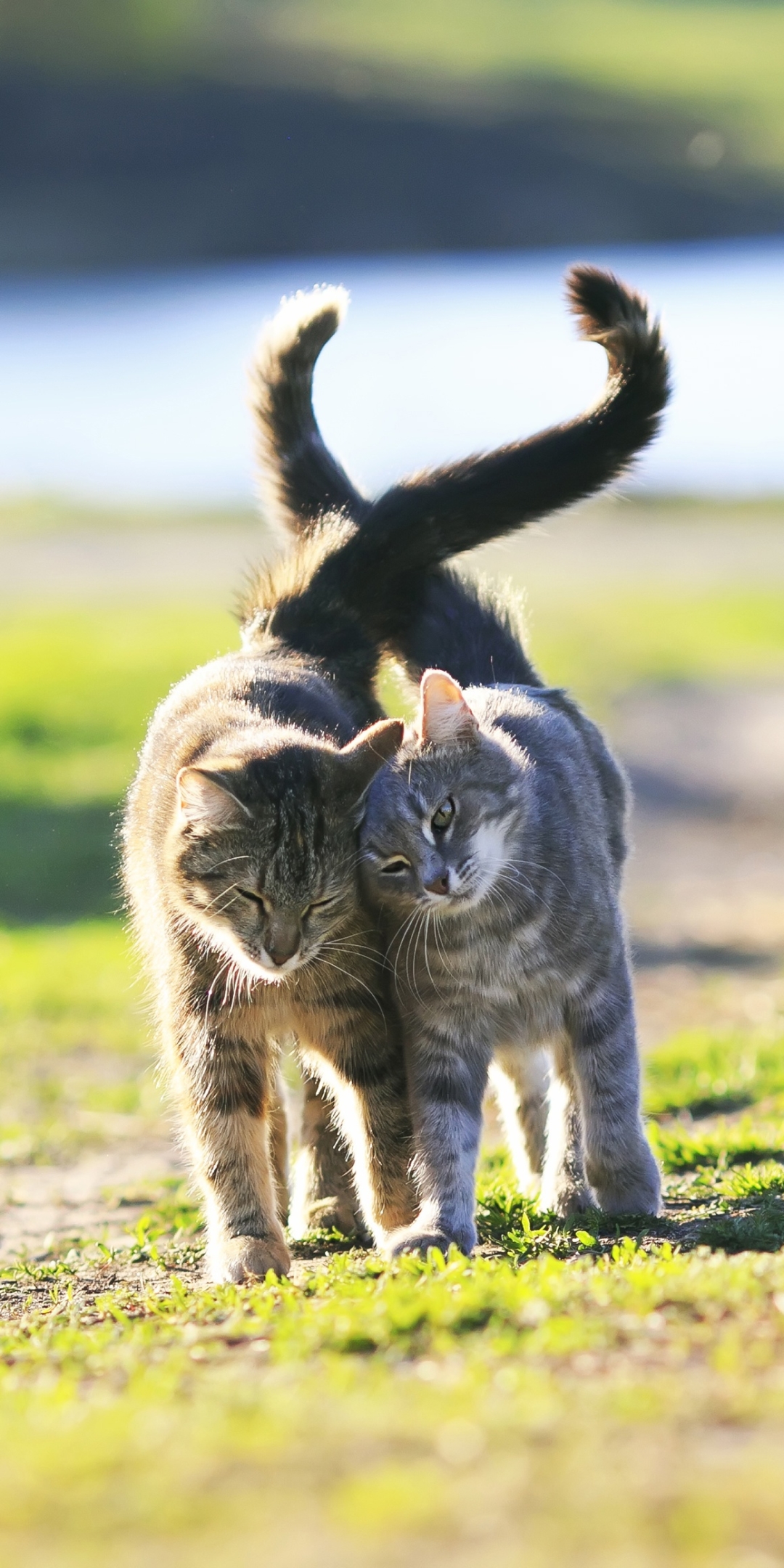 Handy-Wallpaper Tiere, Katzen, Katze, Tiefenschärfe kostenlos herunterladen.