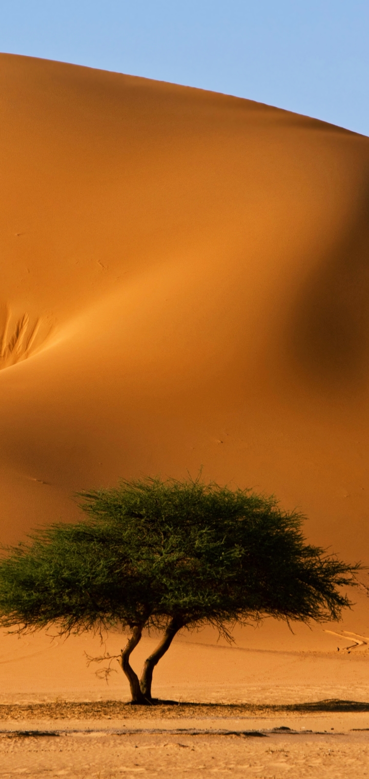 Download mobile wallpaper Sand, Desert, Tree, Earth, Dune, Sahara, Africa, Algeria, Tassili N'ajjer for free.