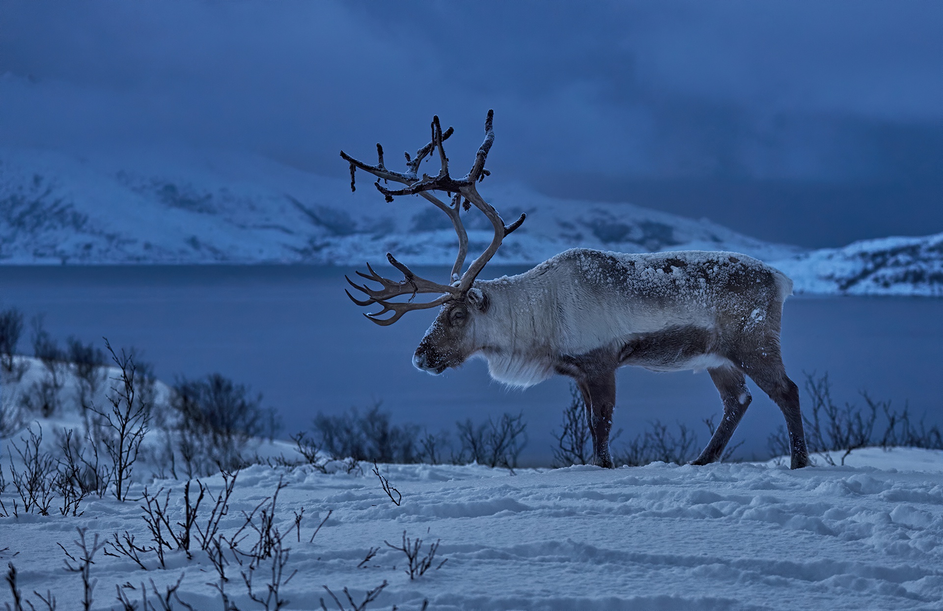 Скачать обои бесплатно Животные, Зима, Снег, Норвегия, Северный Олень картинка на рабочий стол ПК