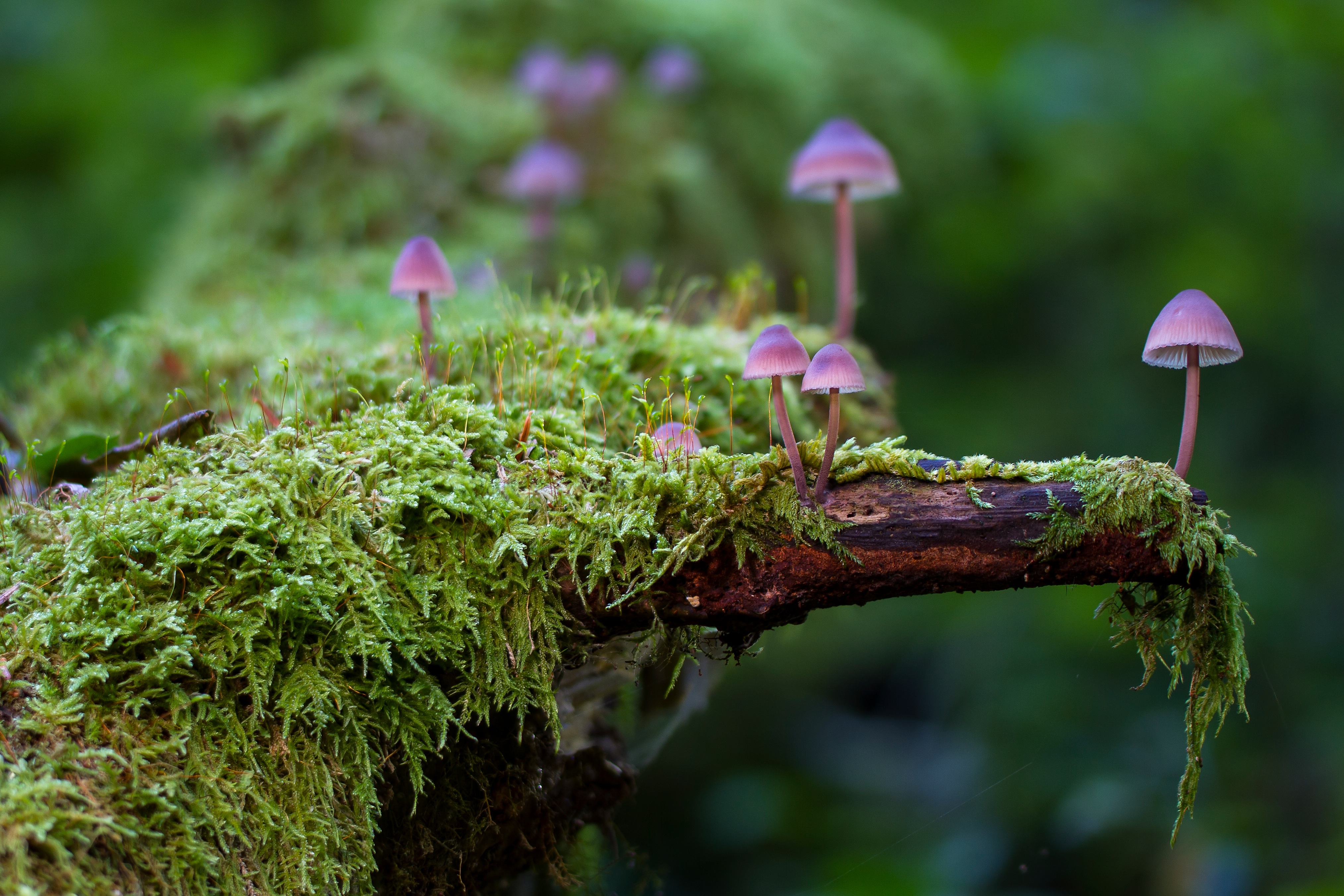 Free download wallpaper Nature, Earth, Mushroom, Moss on your PC desktop
