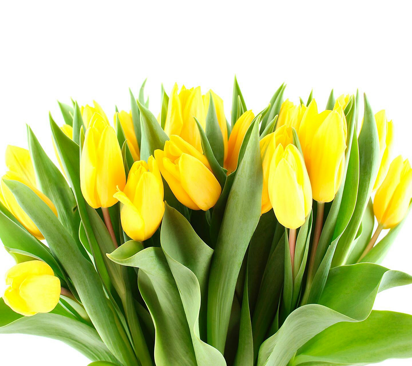 32091 descargar fondo de pantalla plantas, flores, tulipanes: protectores de pantalla e imágenes gratis