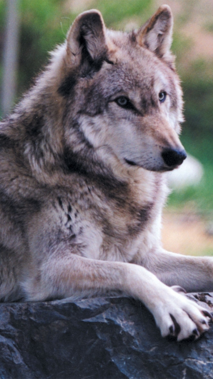 Download mobile wallpaper Wolf, Animal, Wolves for free.