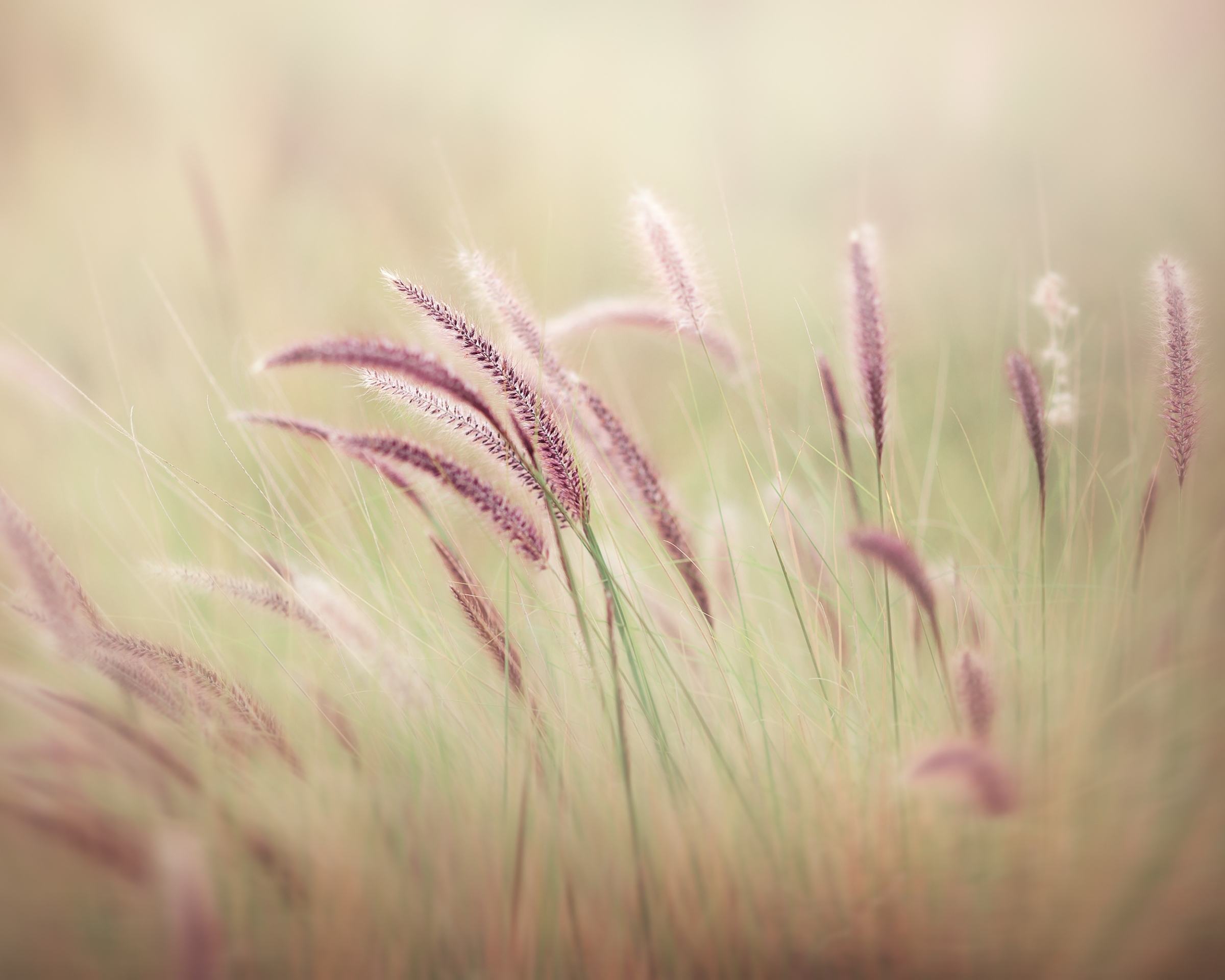 Descarga gratis la imagen Naturaleza, Planta, Tierra/naturaleza en el escritorio de tu PC