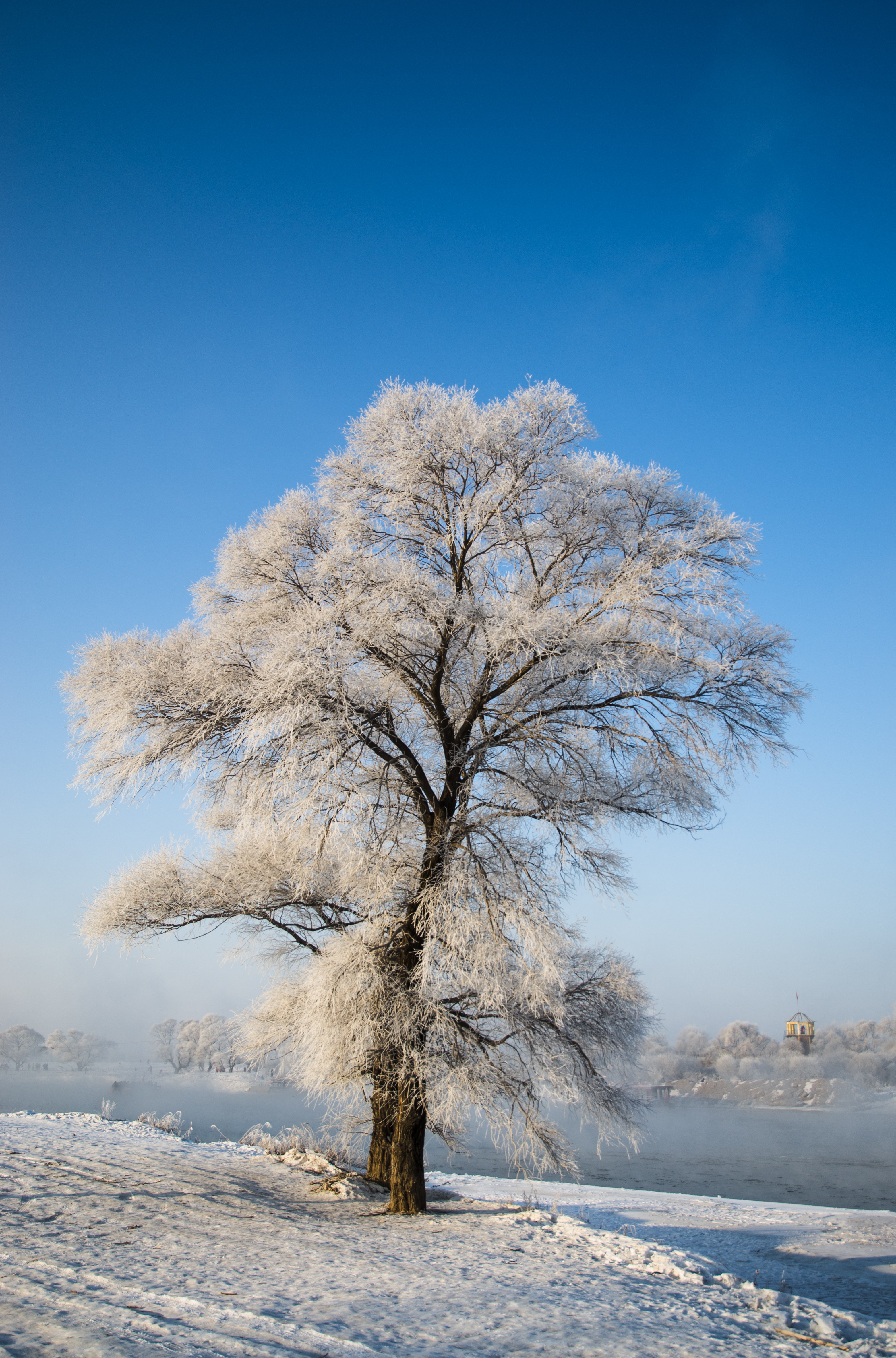 tree, nature, winter, snow, wood, snow covered, snowbound