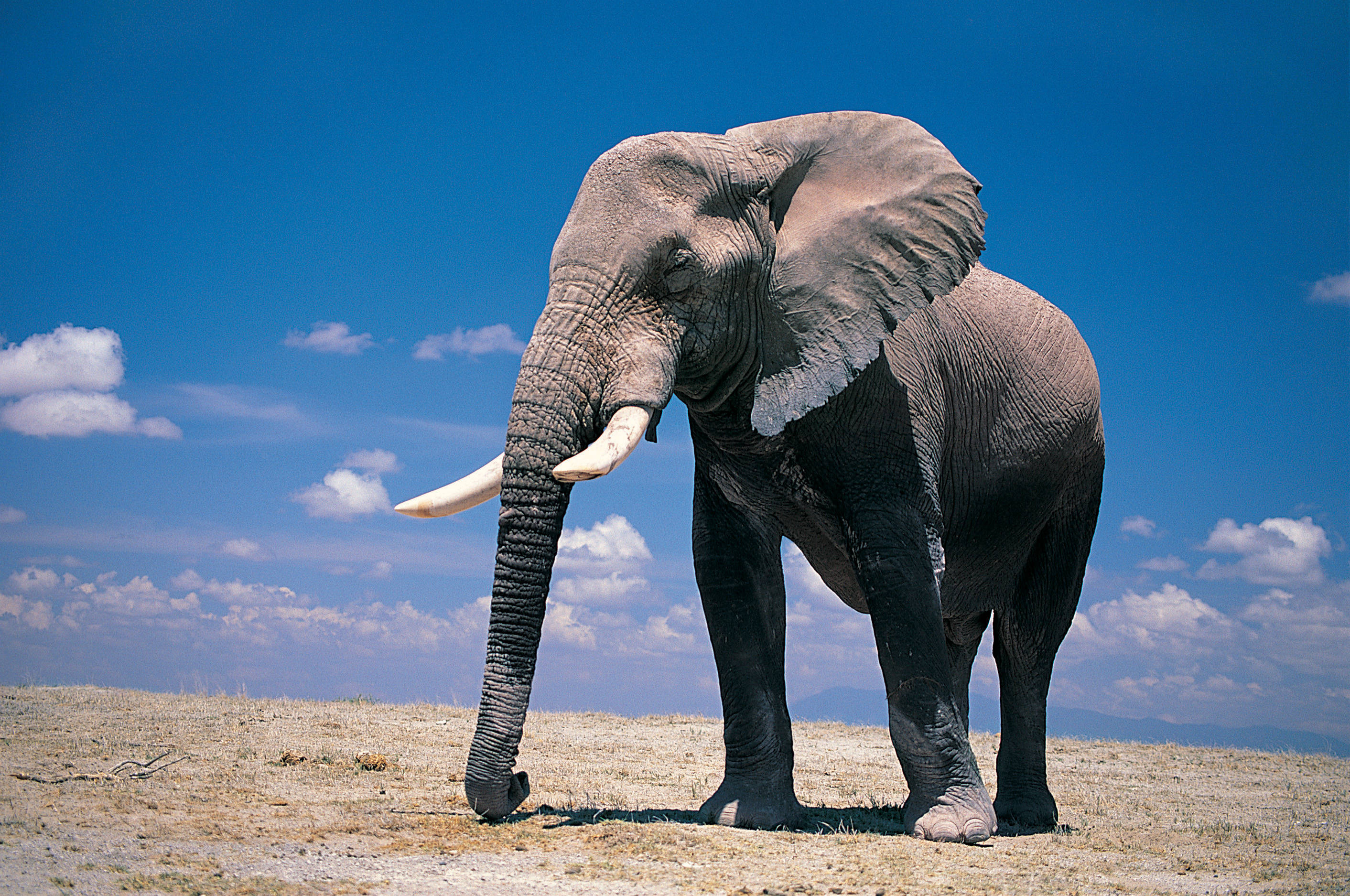 Скачати мобільні шпалери Африканський Чагарниковий Слон, Слони, Тварина безкоштовно.
