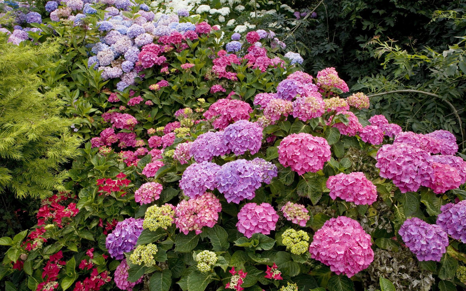 無料モバイル壁紙フラワーズ, 葉, 花, 地球, あじさい, ピンクの花, 紫色の花をダウンロードします。