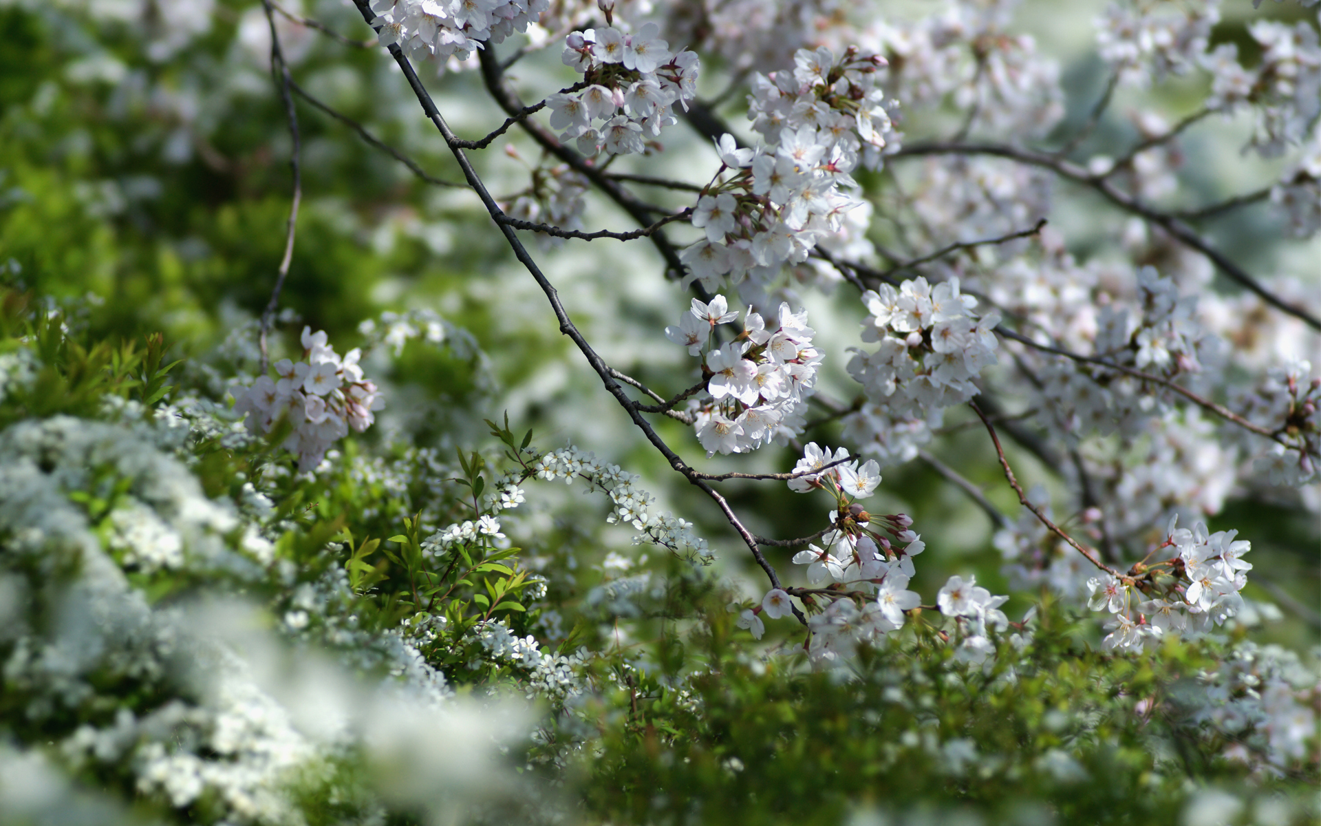 Free download wallpaper Blossom, Flowers, Earth on your PC desktop