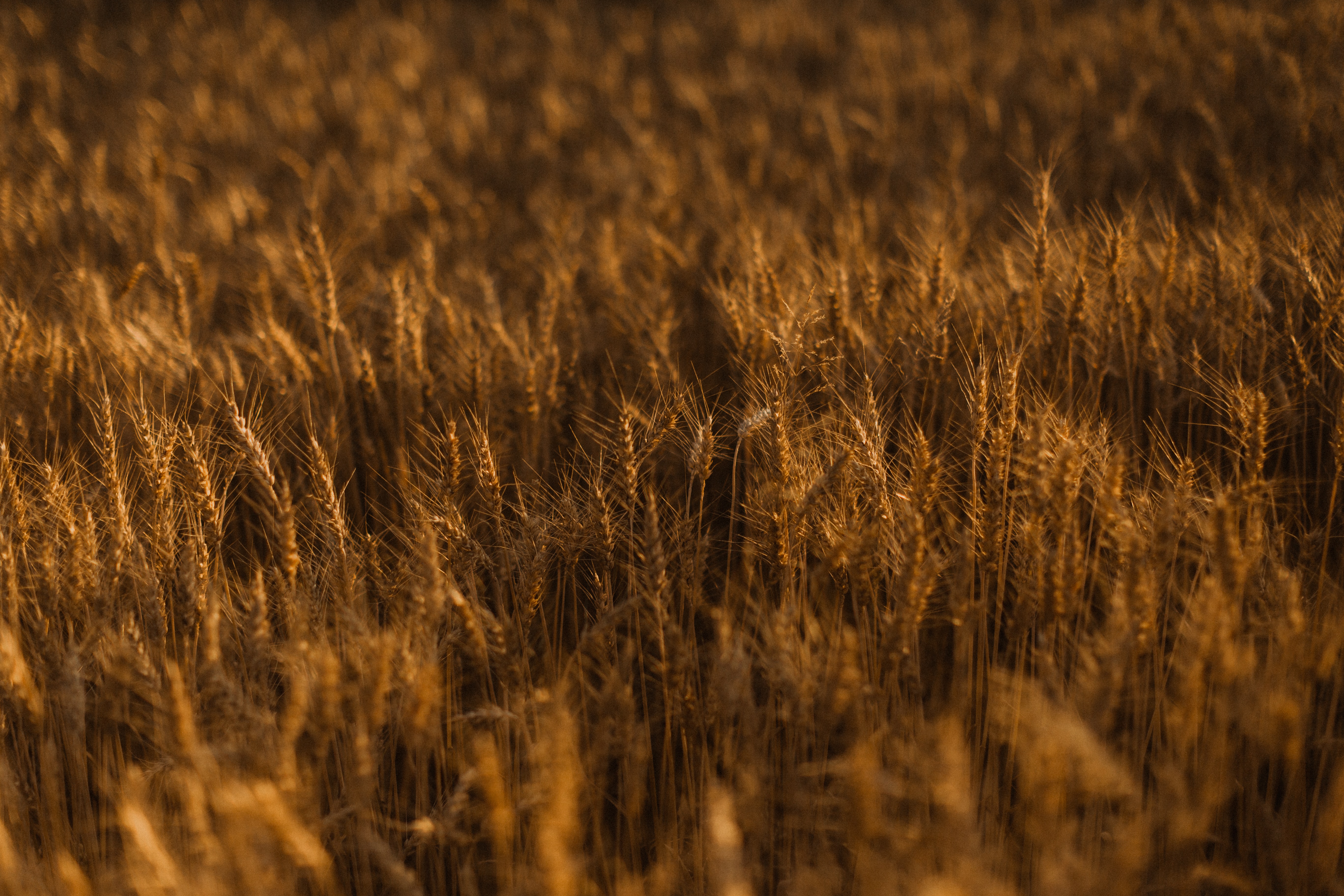 Download mobile wallpaper Ears, Field, Spikes, Grass, Nature, Golden, Gold for free.