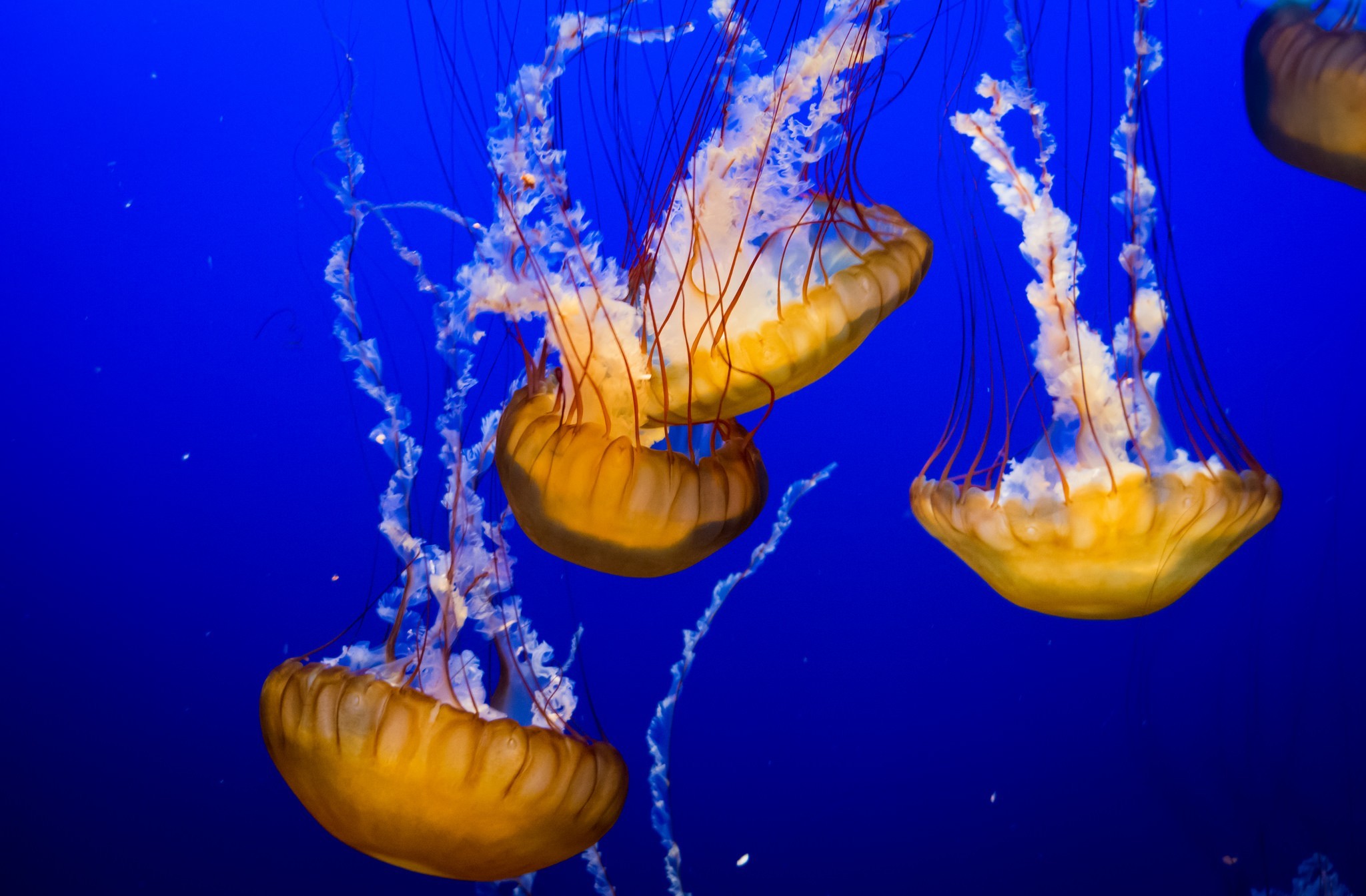 Download mobile wallpaper Jellyfish, Fishes, Sea, Underwater, Animal for free.
