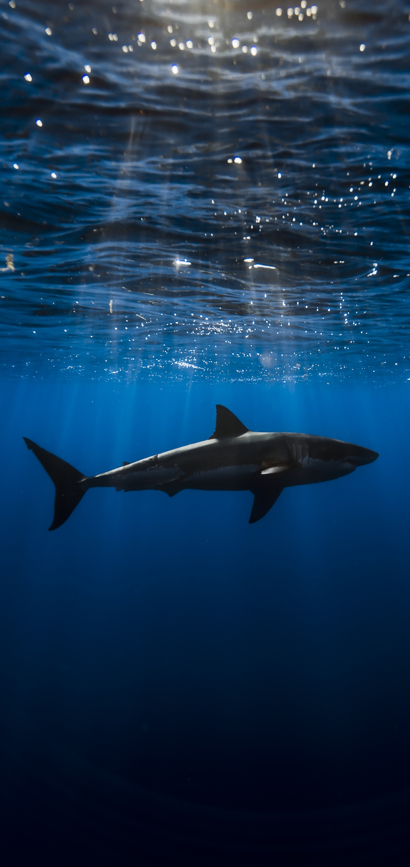 Descarga gratis la imagen Animales, Tiburones, Submarino, Tiburón, Submarina en el escritorio de tu PC