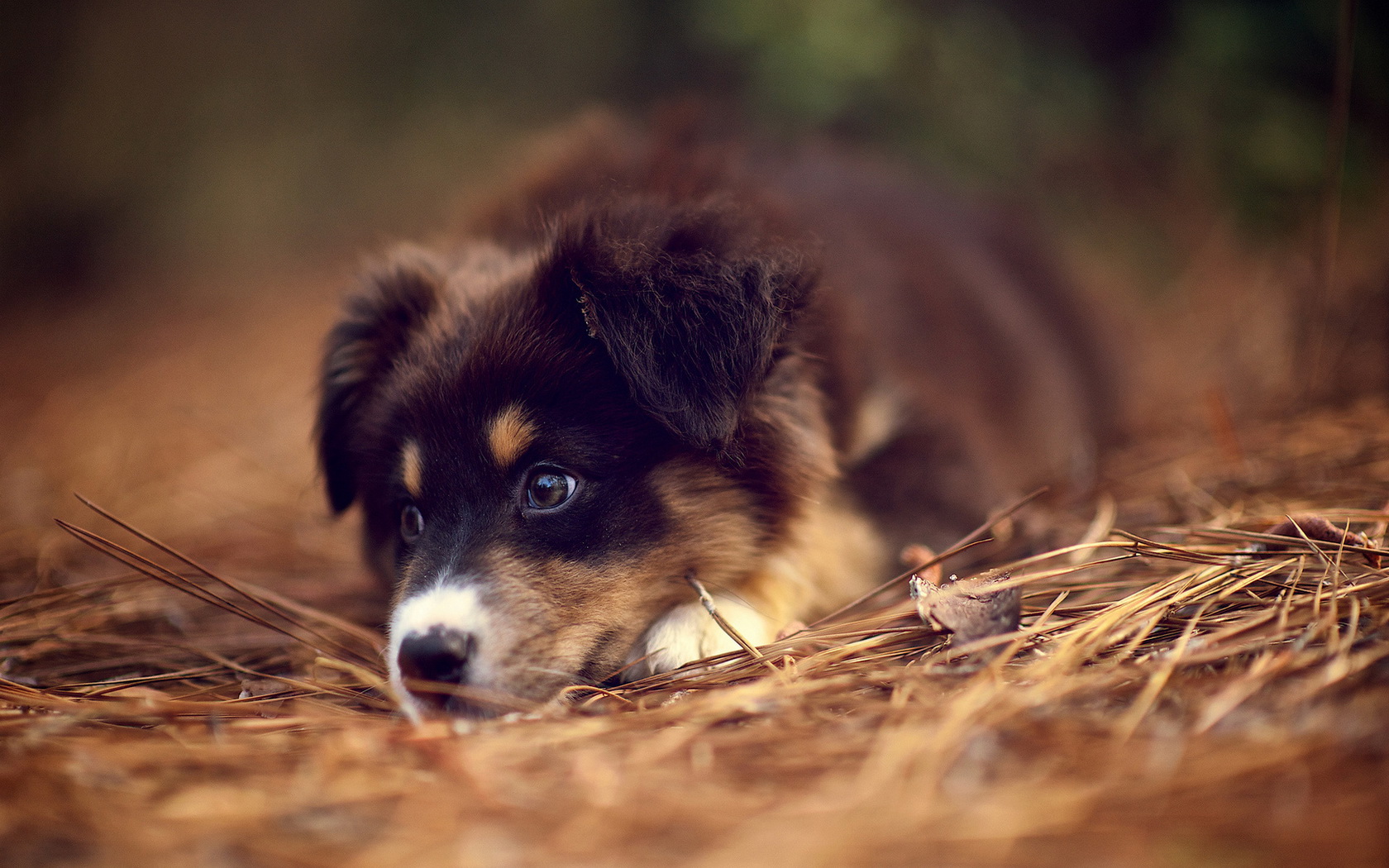 Handy-Wallpaper Tiere, Hunde, Hund kostenlos herunterladen.