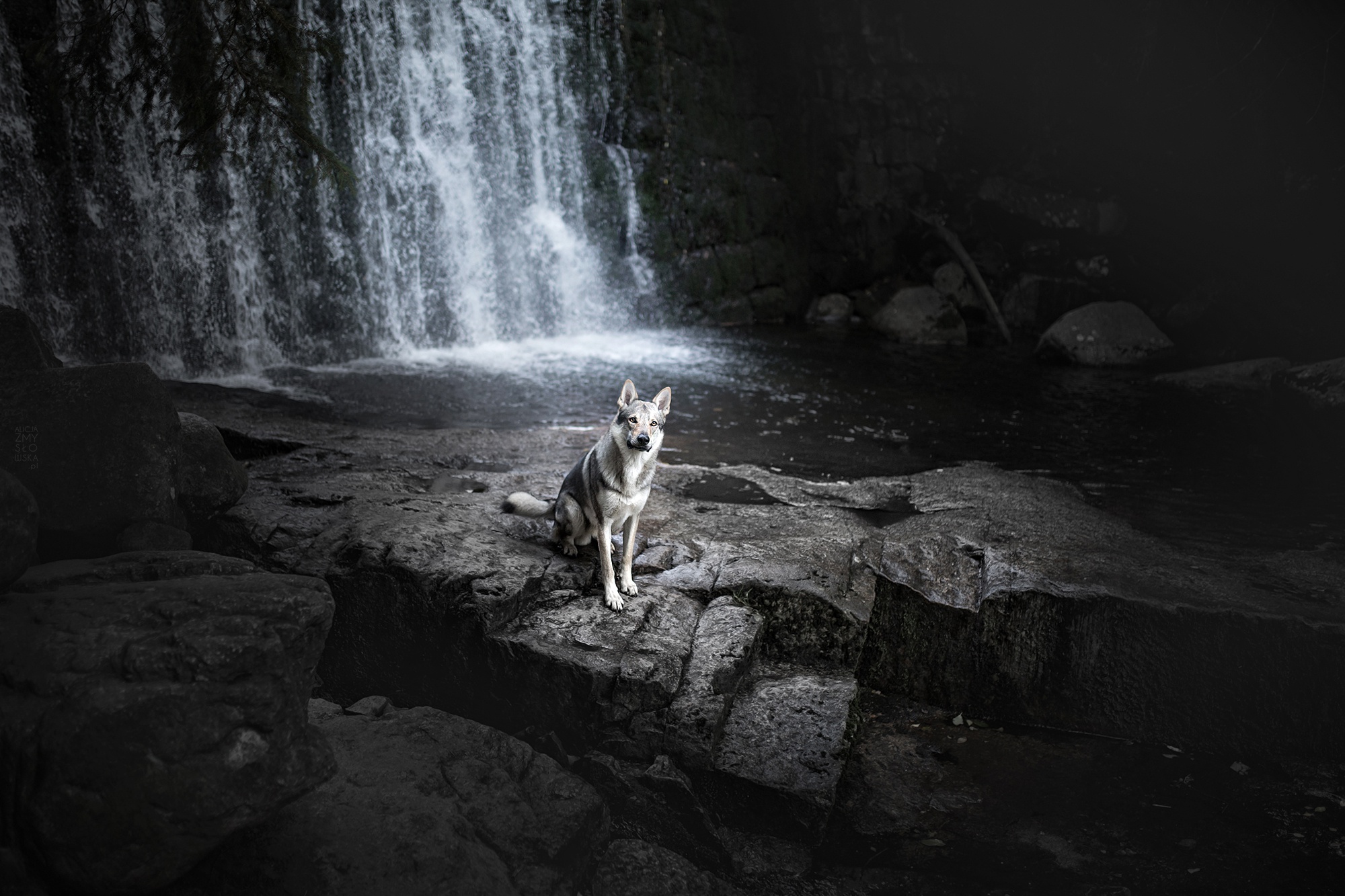 399997 скачать обои животные, волк собака, собака, водопад, собаки - заставки и картинки бесплатно
