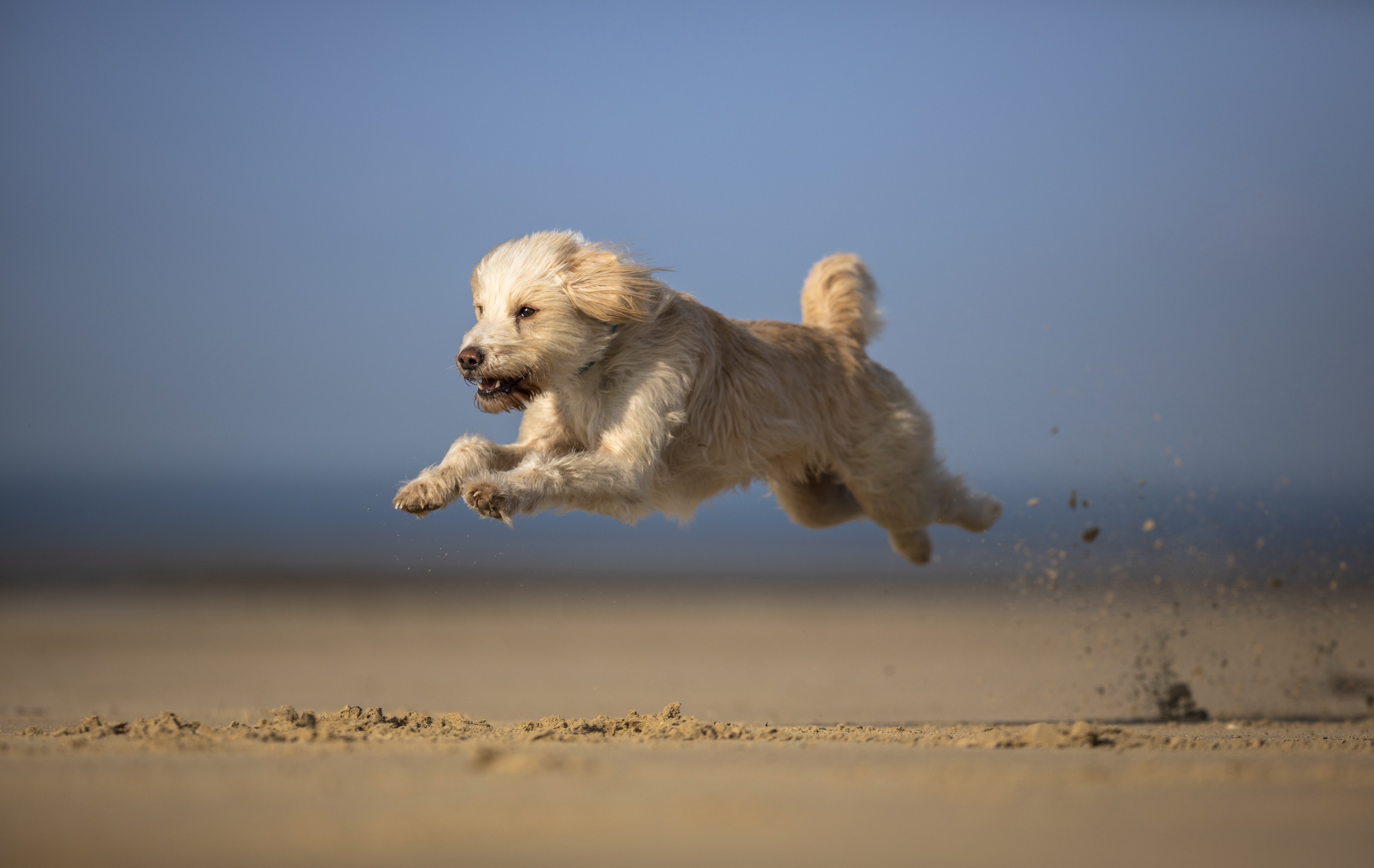 Téléchargez gratuitement l'image Animaux, Chiens, Chien sur le bureau de votre PC