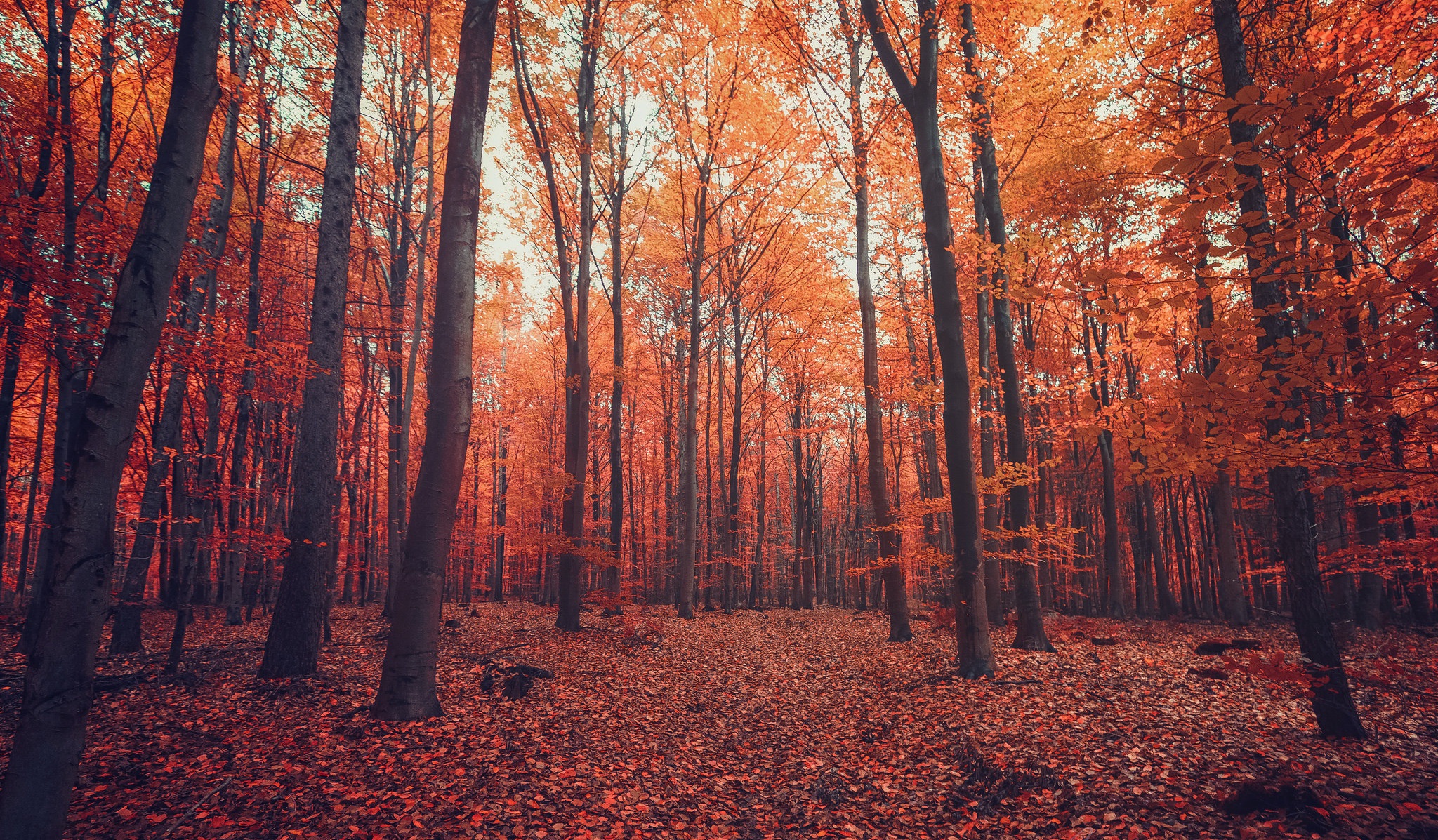 Descarga gratuita de fondo de pantalla para móvil de Naturaleza, Otoño, Bosque, Árbol, Tierra/naturaleza.