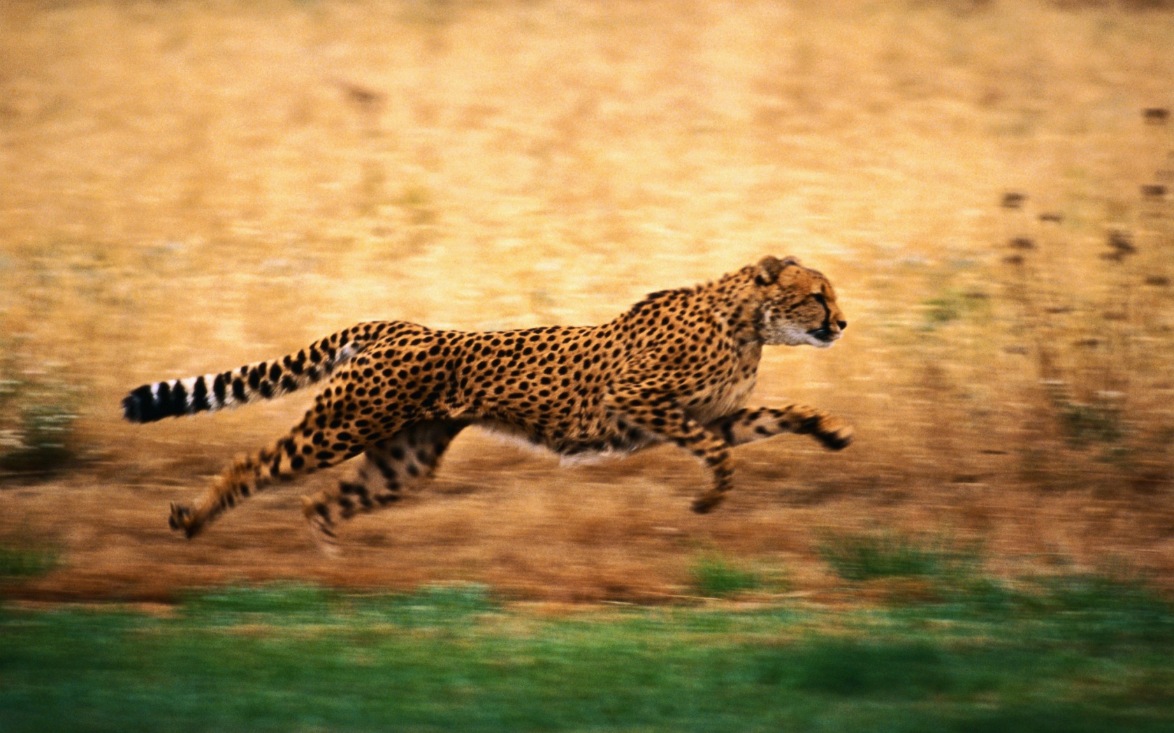 Download mobile wallpaper Cats, Cheetah, Animal for free.