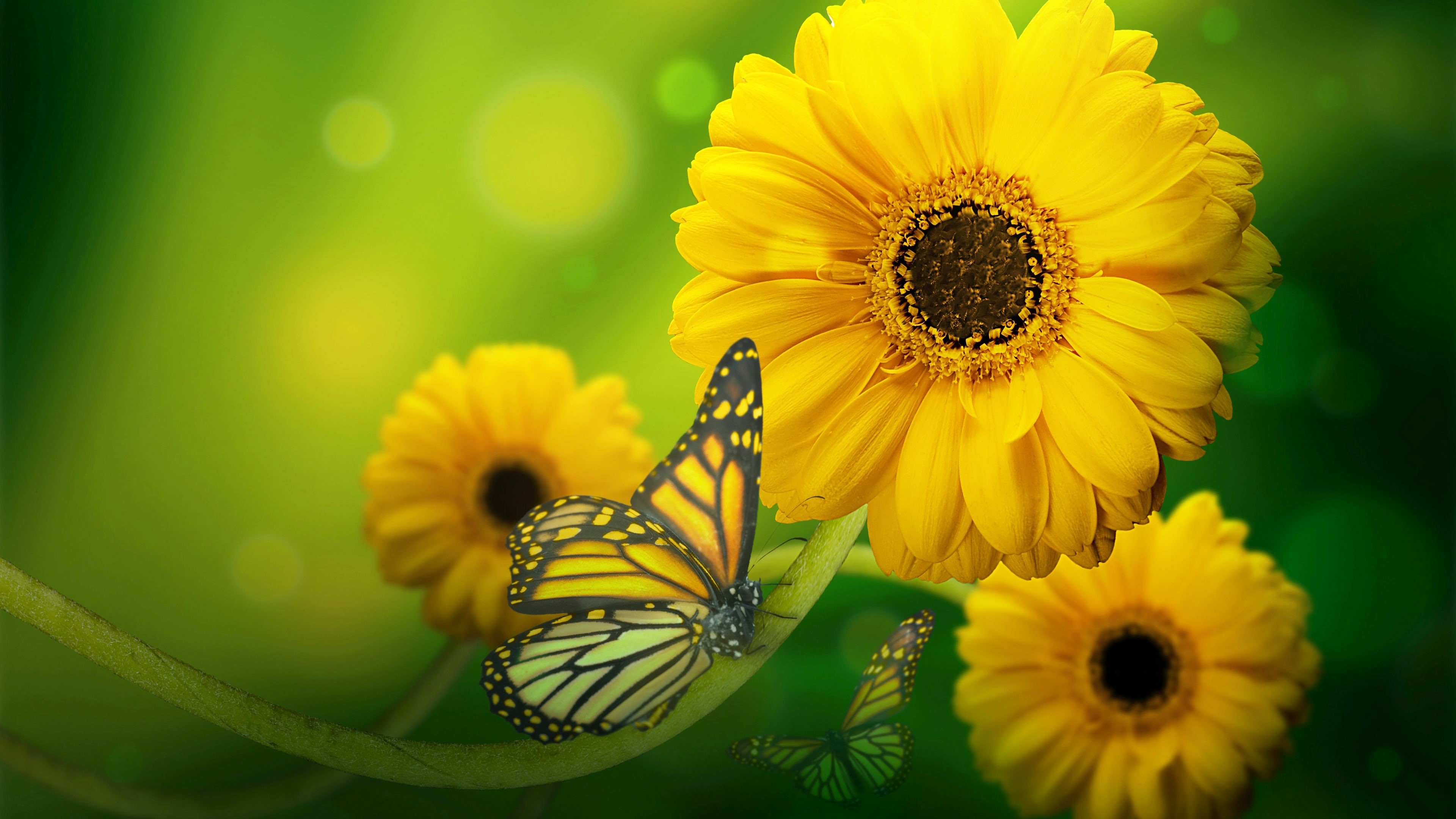 PCデスクトップに動物, 蝶, ガーベラ, 黄色い花画像を無料でダウンロード