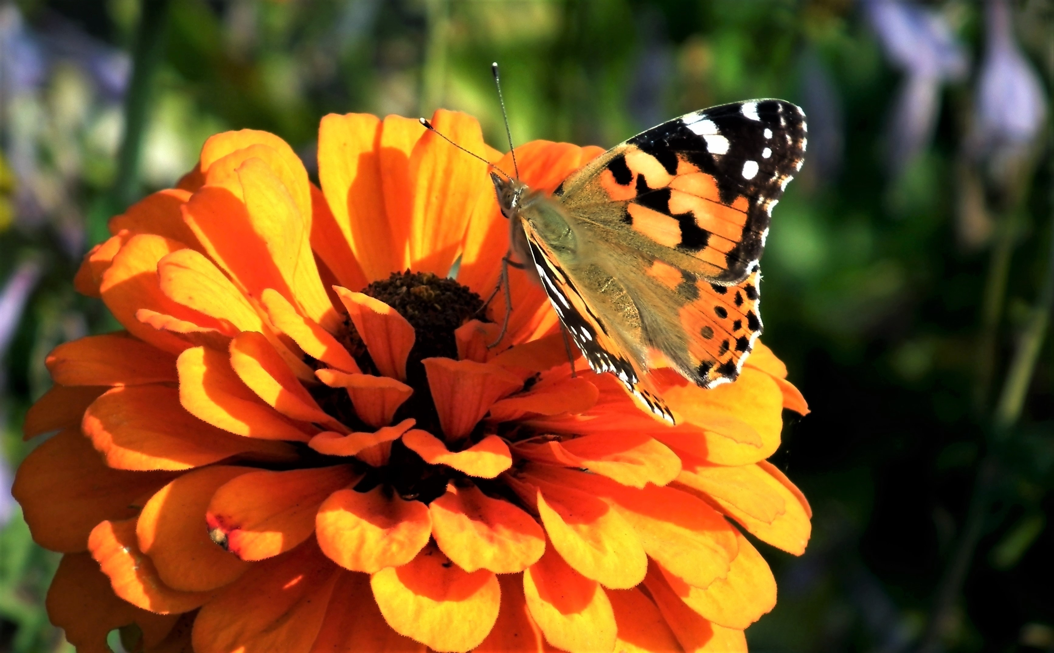 Laden Sie das Tiere, Schmetterlinge, Blume, Makro, Orangene Blume-Bild kostenlos auf Ihren PC-Desktop herunter
