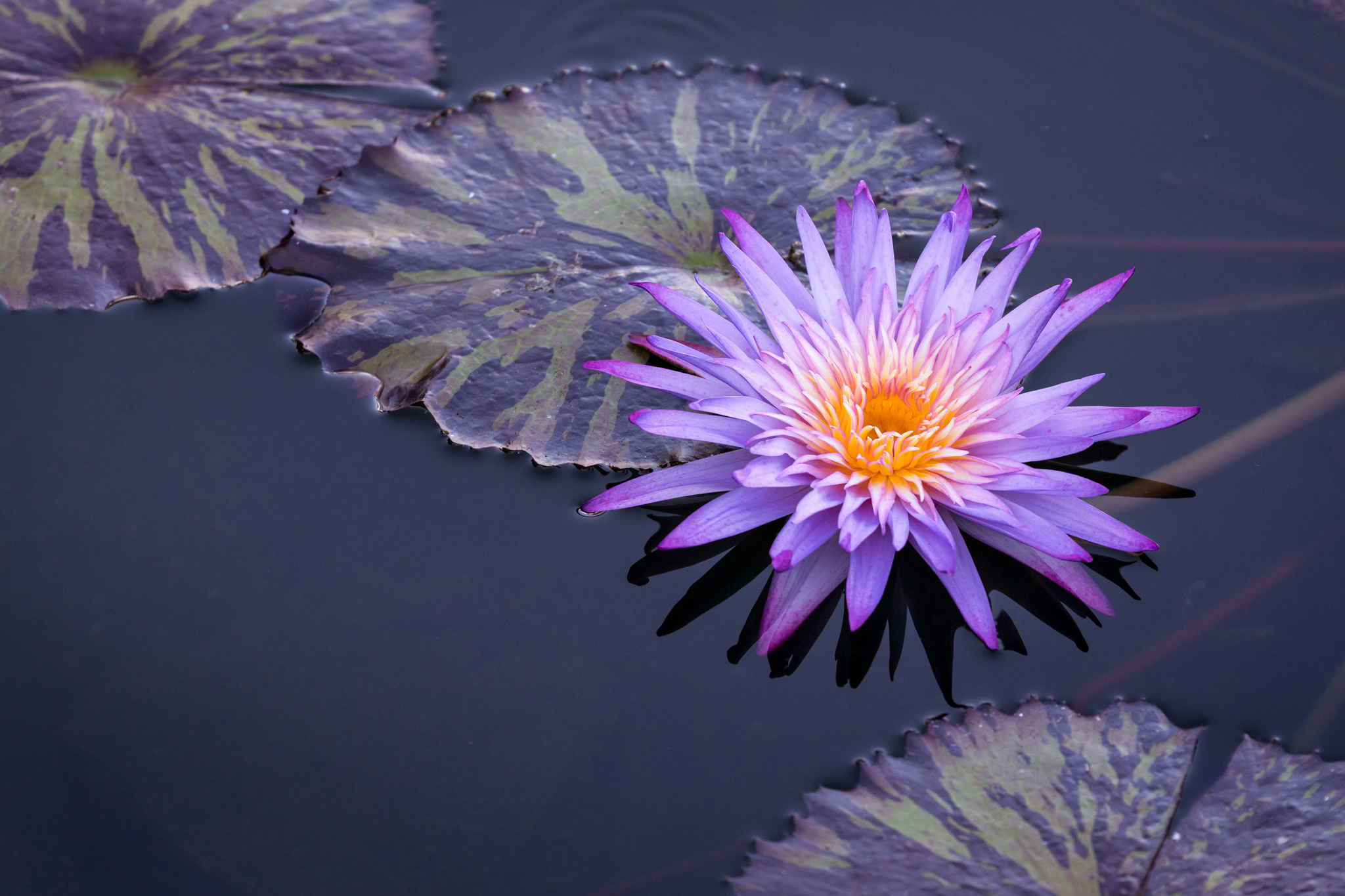 Téléchargez gratuitement l'image Fleurs, Fleur, Nénuphar, Fleur Mauve, Terre/nature sur le bureau de votre PC