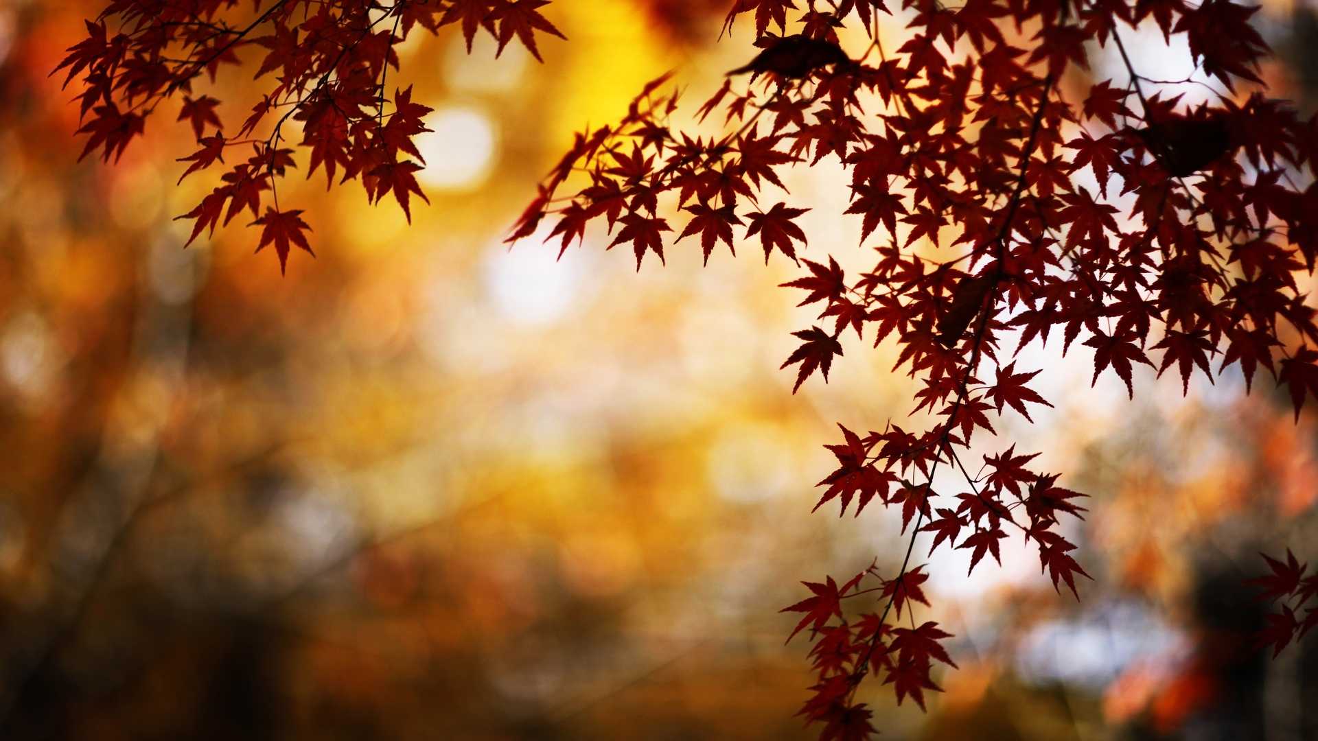 PCデスクトップに秋, 葉, 植物画像を無料でダウンロード