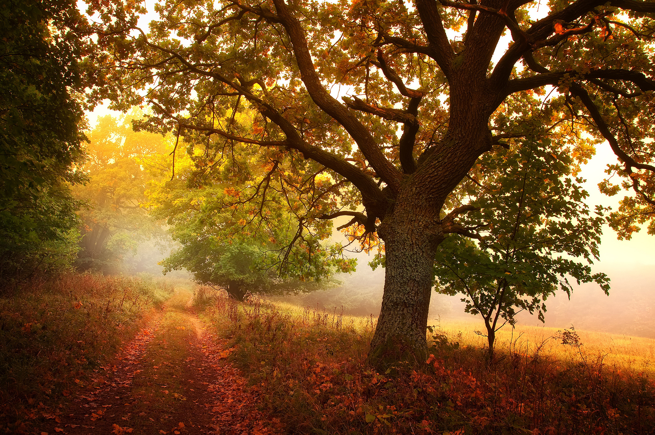 Download mobile wallpaper Nature, Forest, Tree, Leaf, Fall, Earth, Path, Season for free.