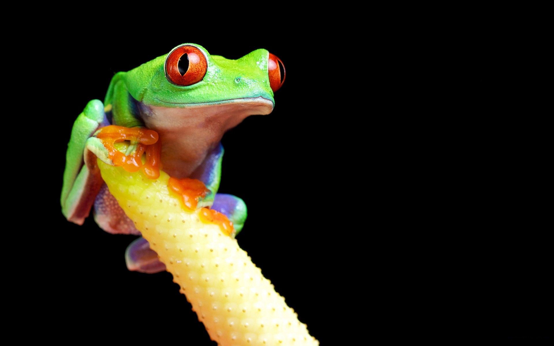 Download mobile wallpaper Branch, Animals, Frog, Color, Bright for free.