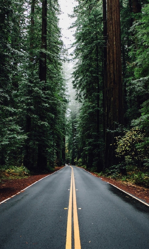 Download mobile wallpaper Road, Forest, Man Made for free.