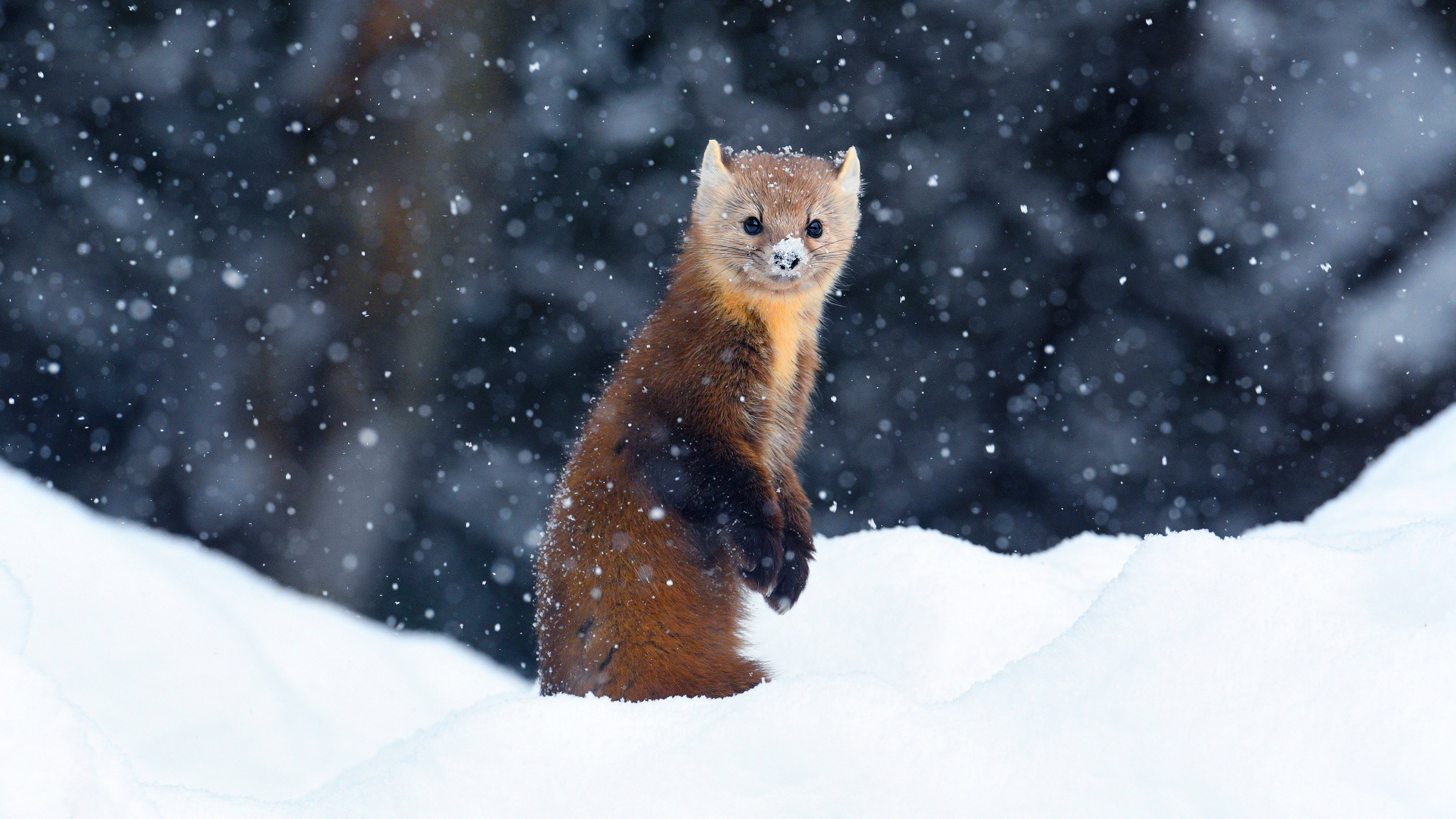 952423 descargar fondo de pantalla animales, marta, nieve, invierno: protectores de pantalla e imágenes gratis