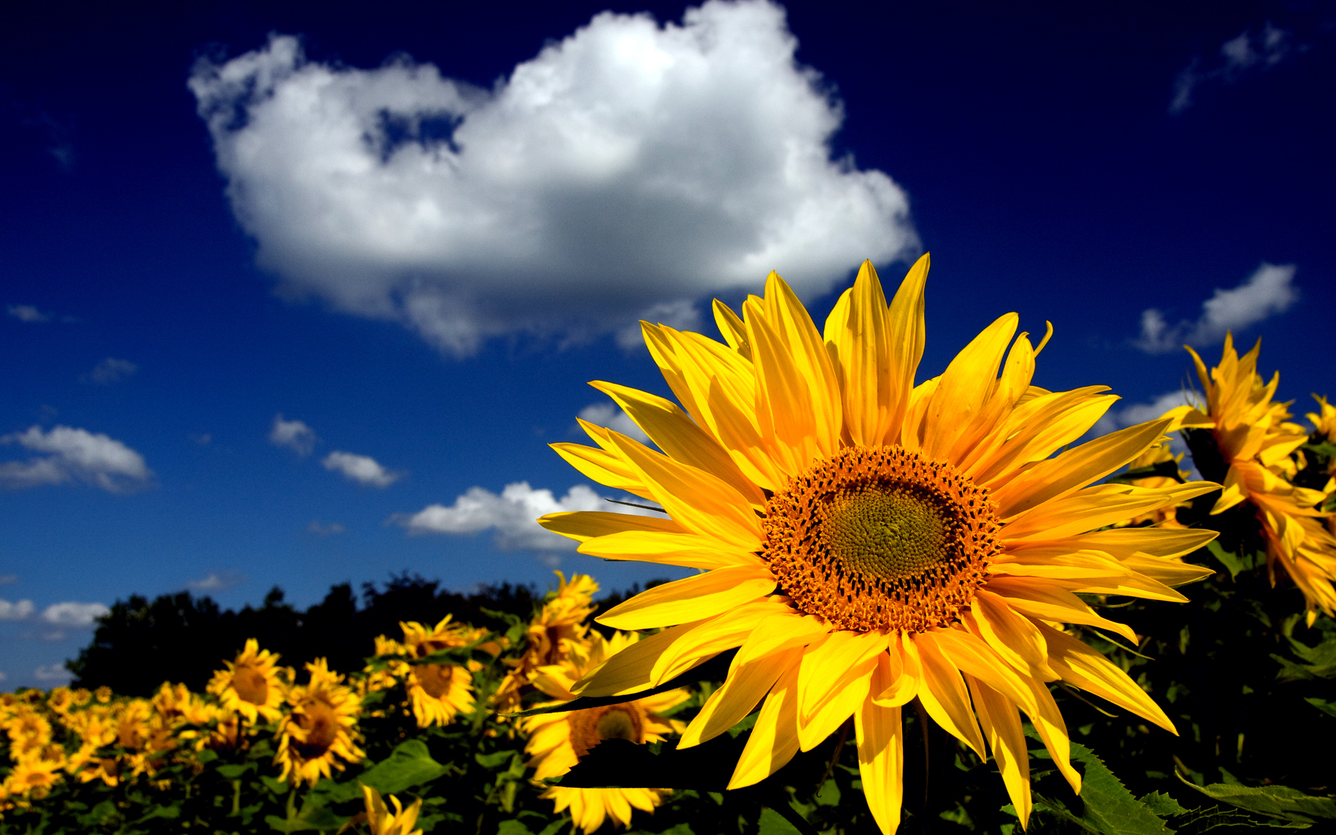 Download mobile wallpaper Earth, Sunflower for free.