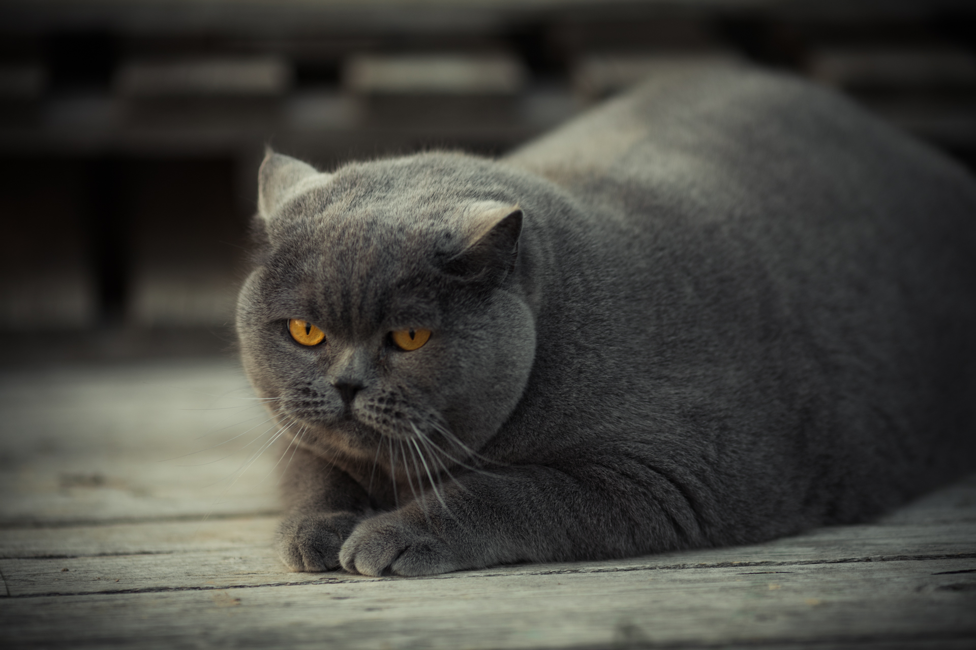 Baixar papel de parede para celular de Animais, Gatos, Gato gratuito.