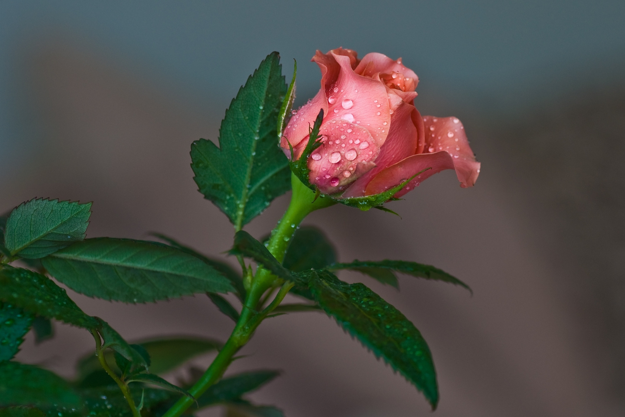 Скачать картинку Капли, Цветок, Роза, Земля/природа, Розовый Цветок, Флауэрсы в телефон бесплатно.