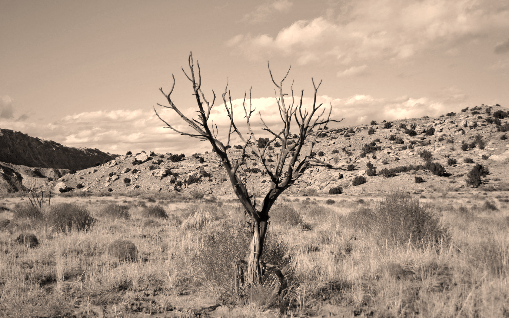 Скачать картинку Пустыня, Дерево, Земля/природа в телефон бесплатно.