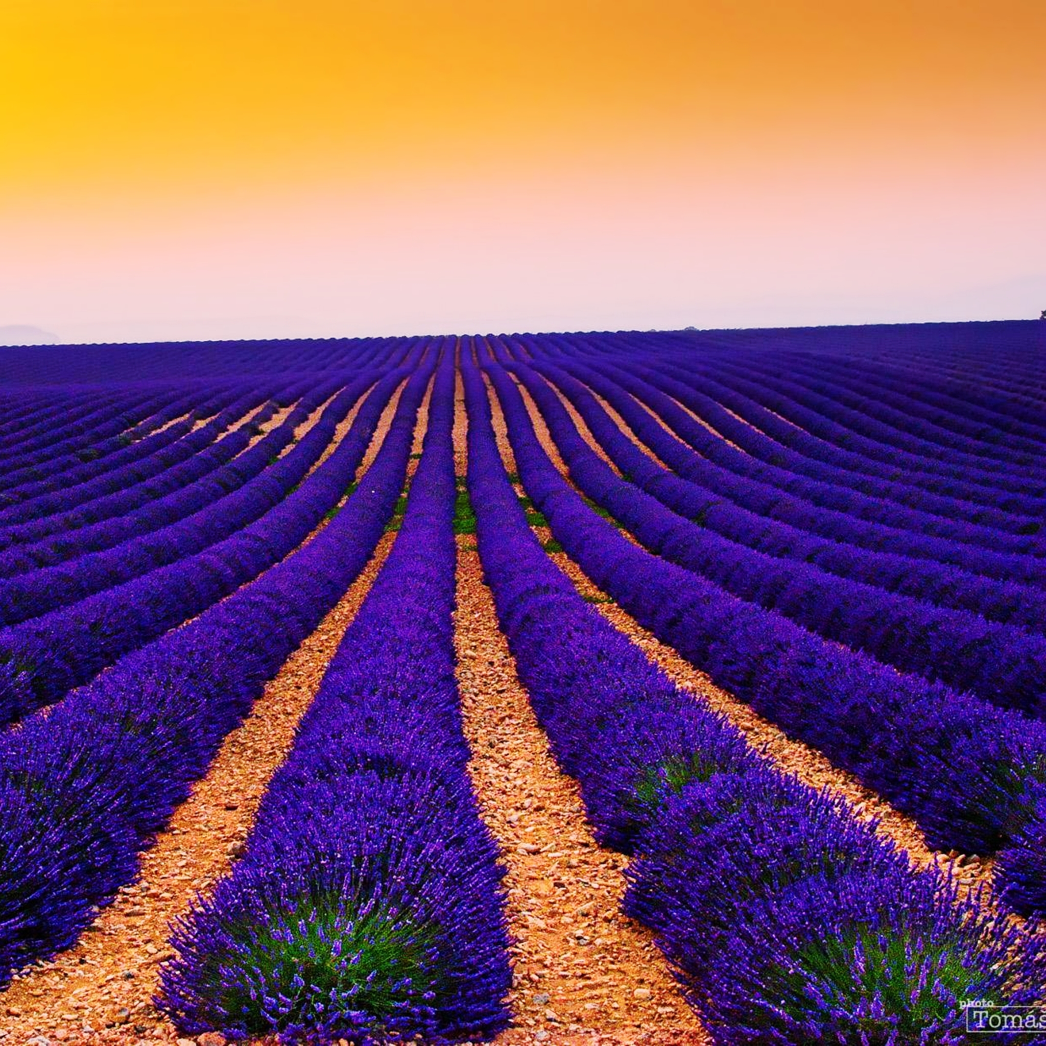 Free download wallpaper Landscape, Nature, Flowers, Sunset, Flower, Earth, Field, Lavender on your PC desktop