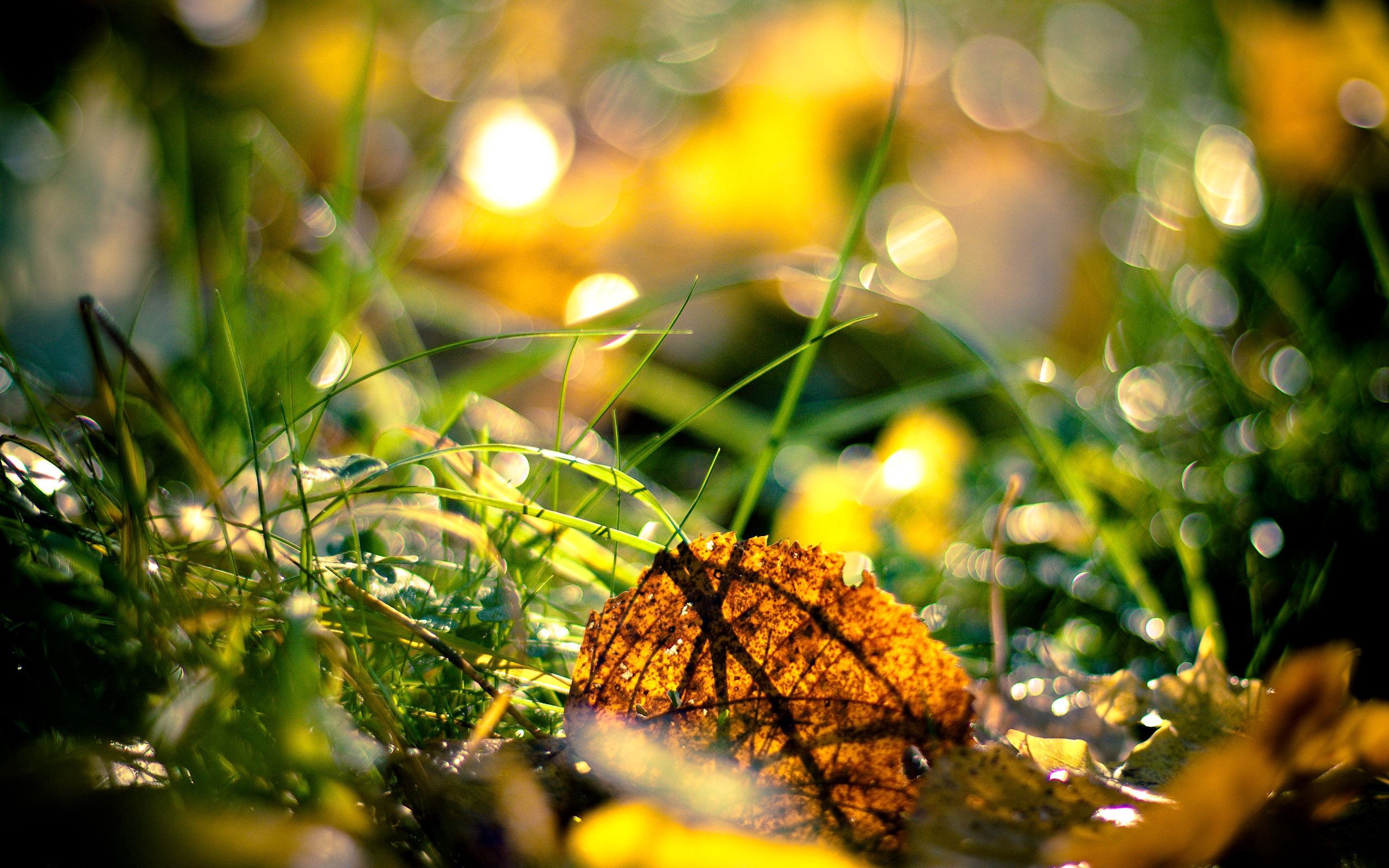 無料モバイル壁紙草, 葉, 大きい, マクロ, 光, 輝く, 秋, 朝をダウンロードします。