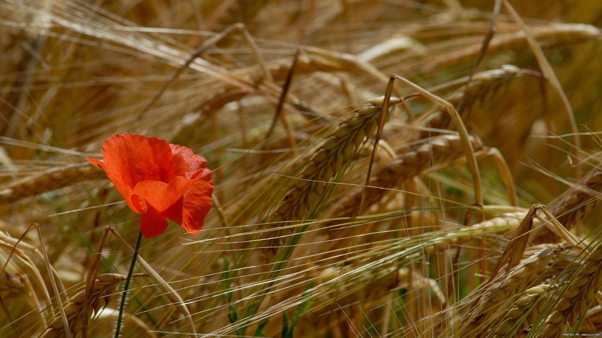 Download mobile wallpaper Plants, Poppies, Wheat for free.