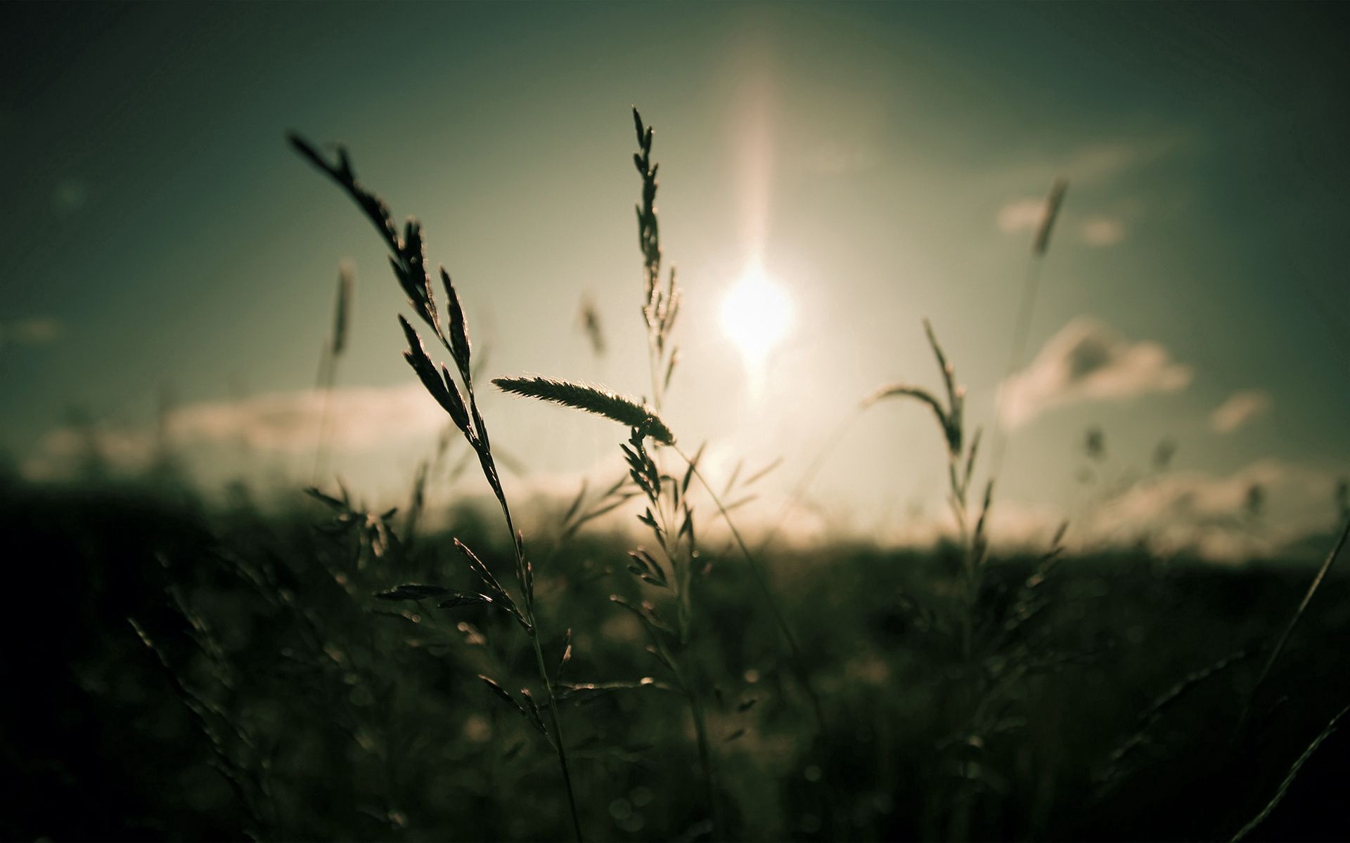 Free download wallpaper Sun, Shine, Ears, Spikes, Nature, Light, Grey on your PC desktop