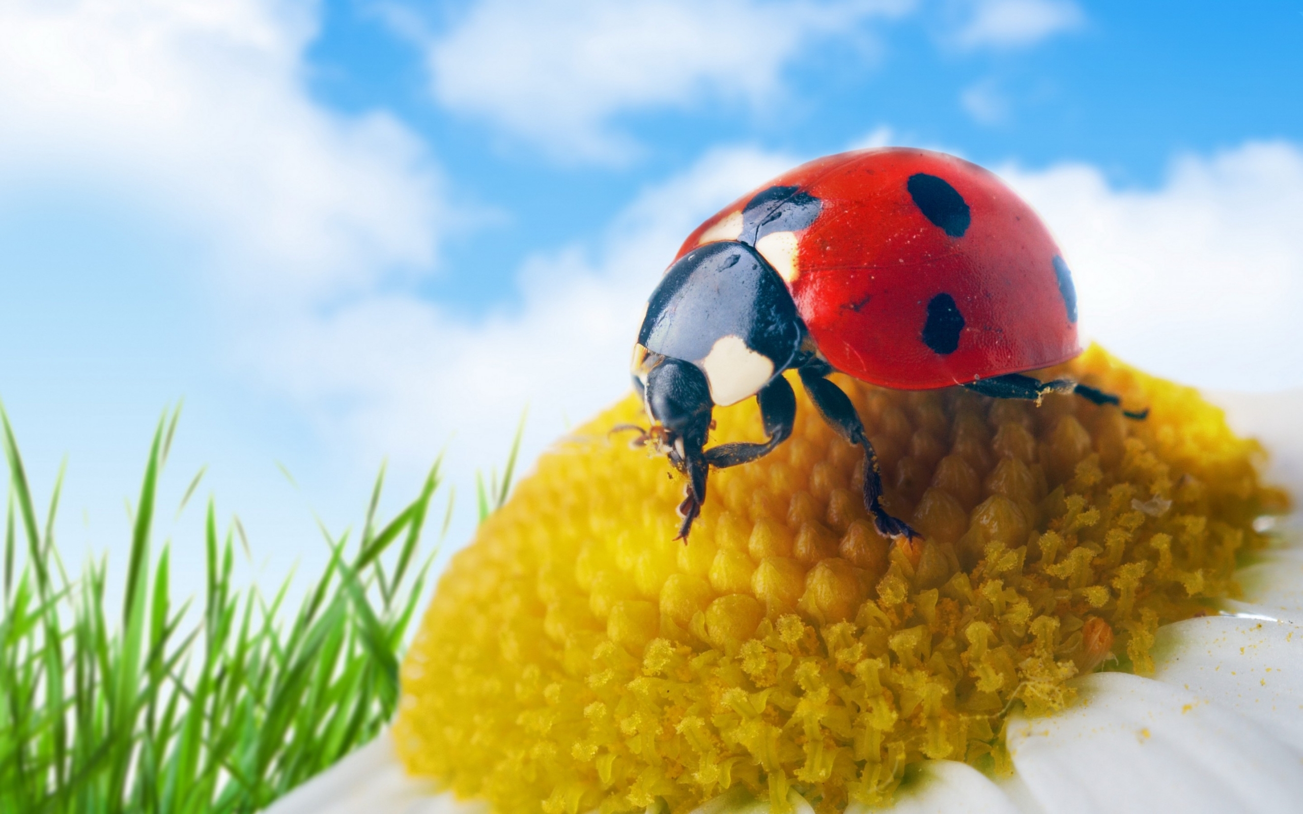 1080p Ladybugs Wallpaper