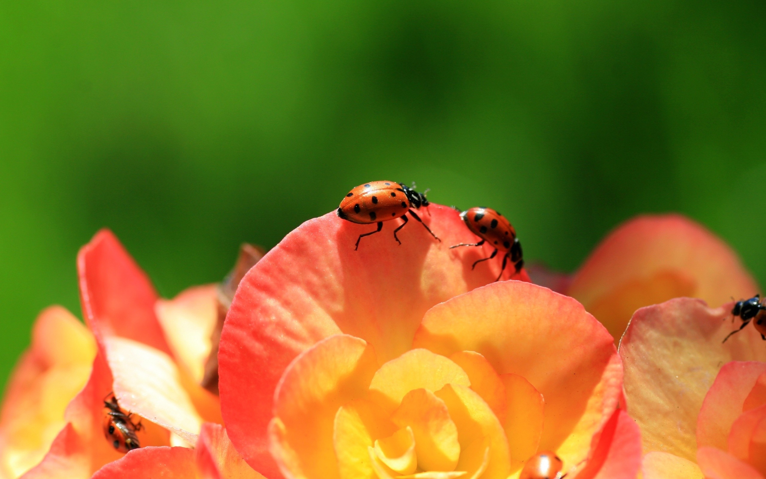 Download mobile wallpaper Animal, Ladybug for free.