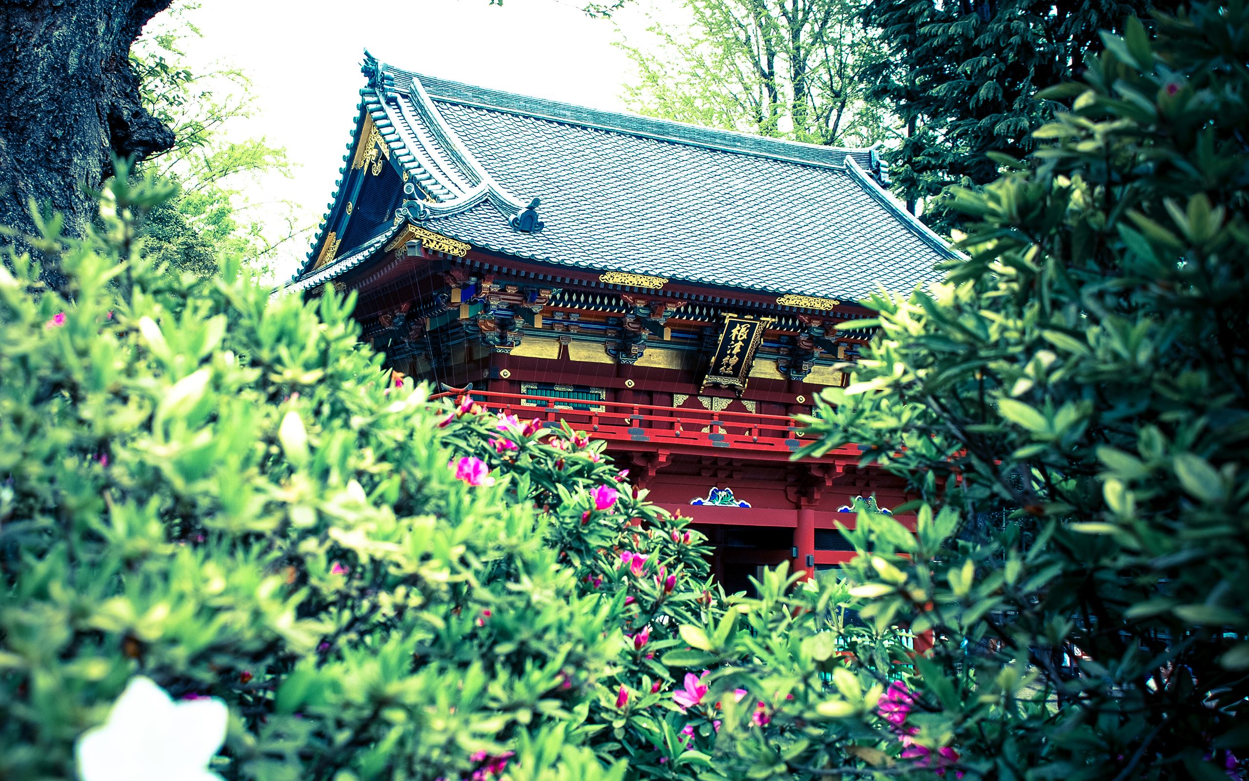 Download mobile wallpaper Flower, Temple, Japanese, Temples, Religious for free.