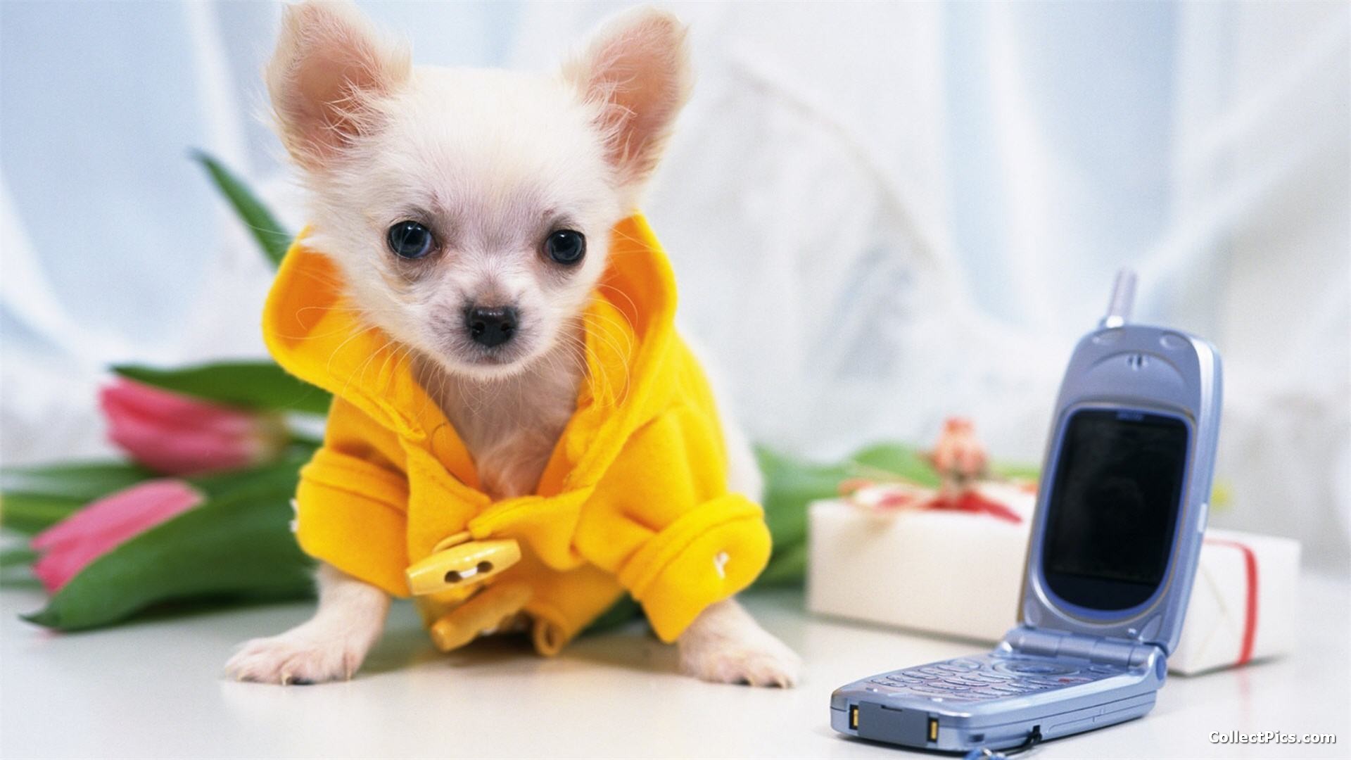 Baixar papel de parede para celular de Animais, Cães, Cão gratuito.